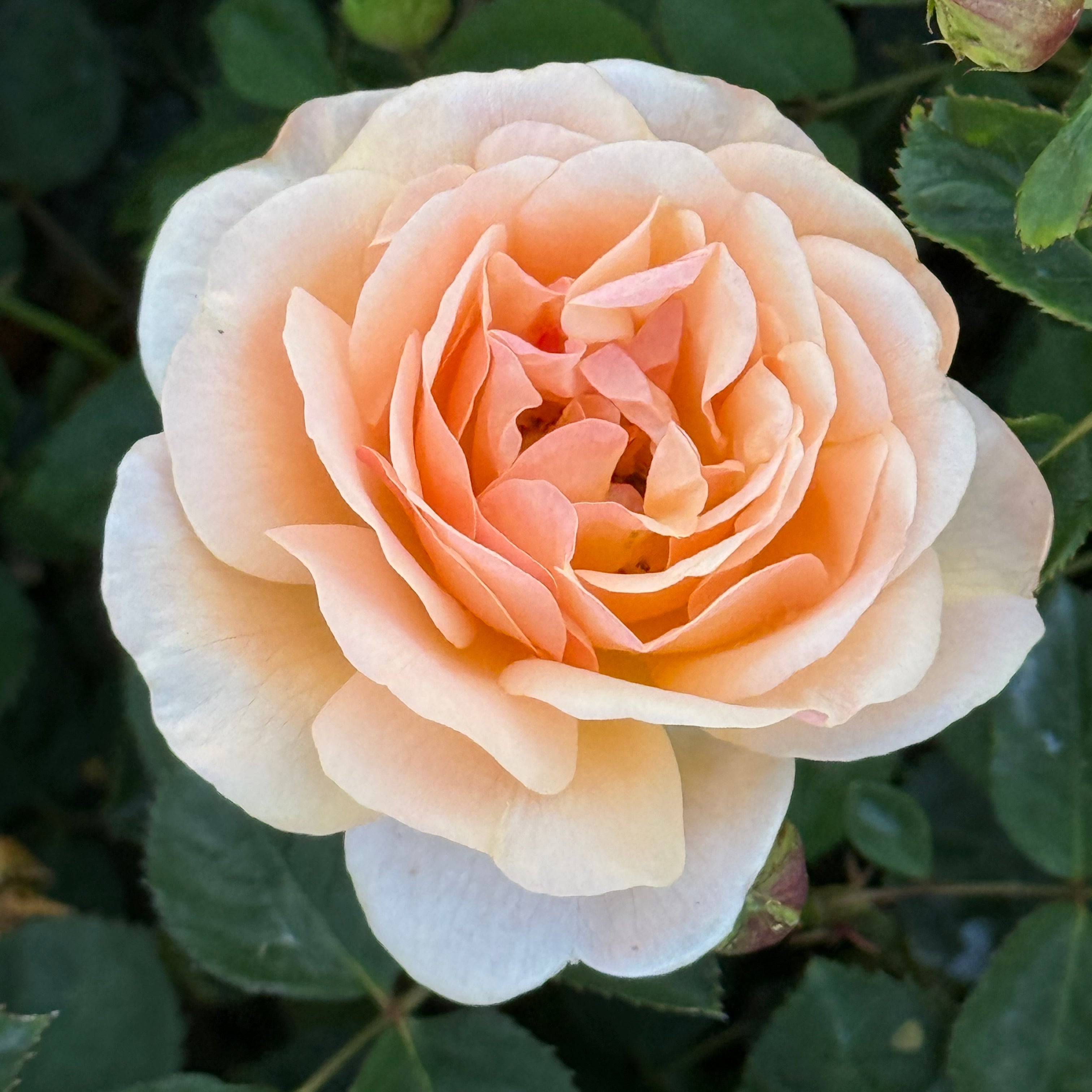 Peach Glory Potted Rose Bush