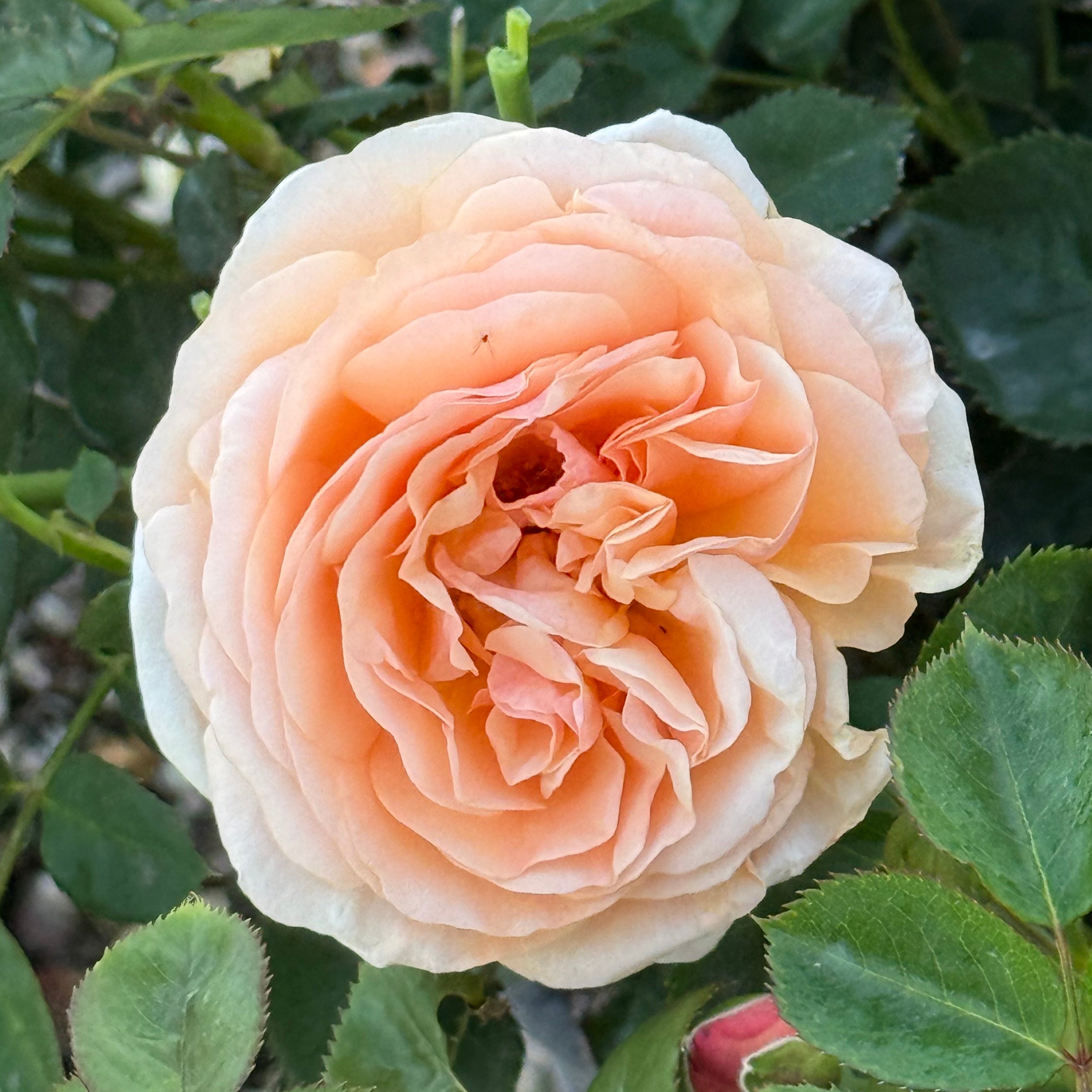 Peach Glory Potted Rose Bush