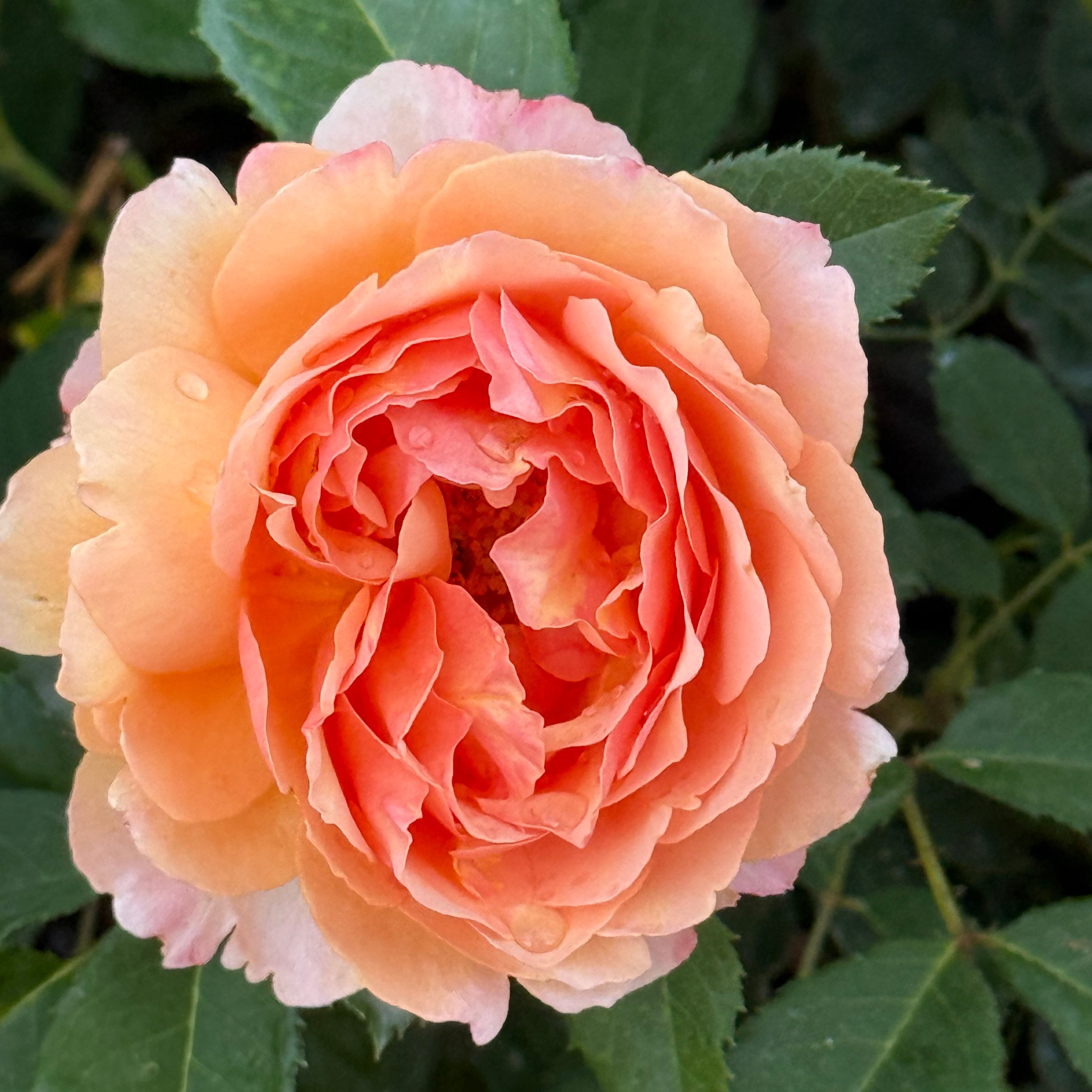 Peach Glory Potted Rose Bush