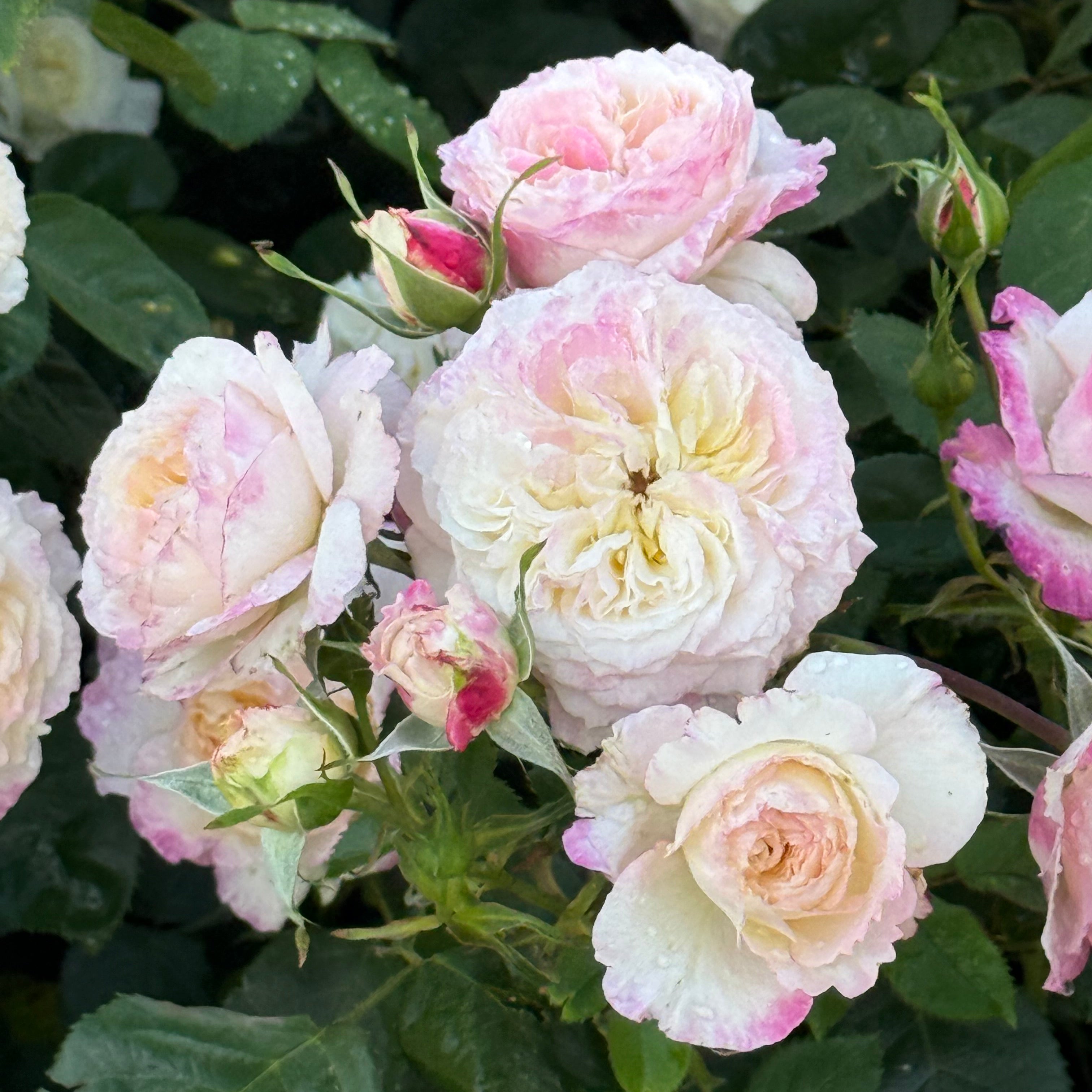 Living the Dream™ Bare Root Rose Bush