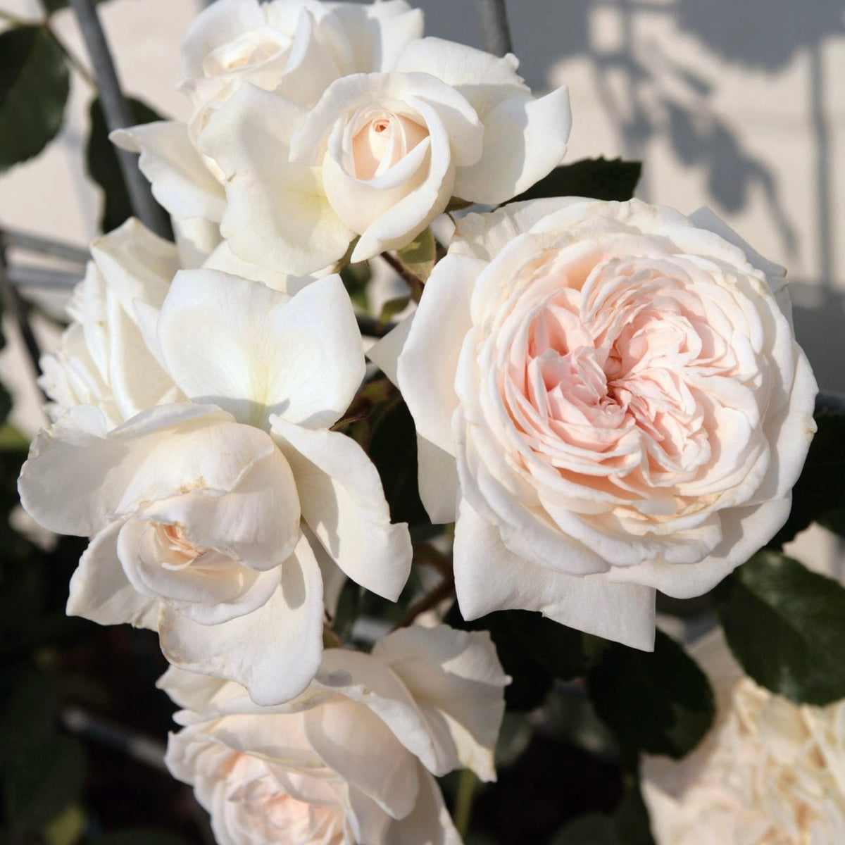 Arborose® Honeymoon Bare Root Climbing Rose