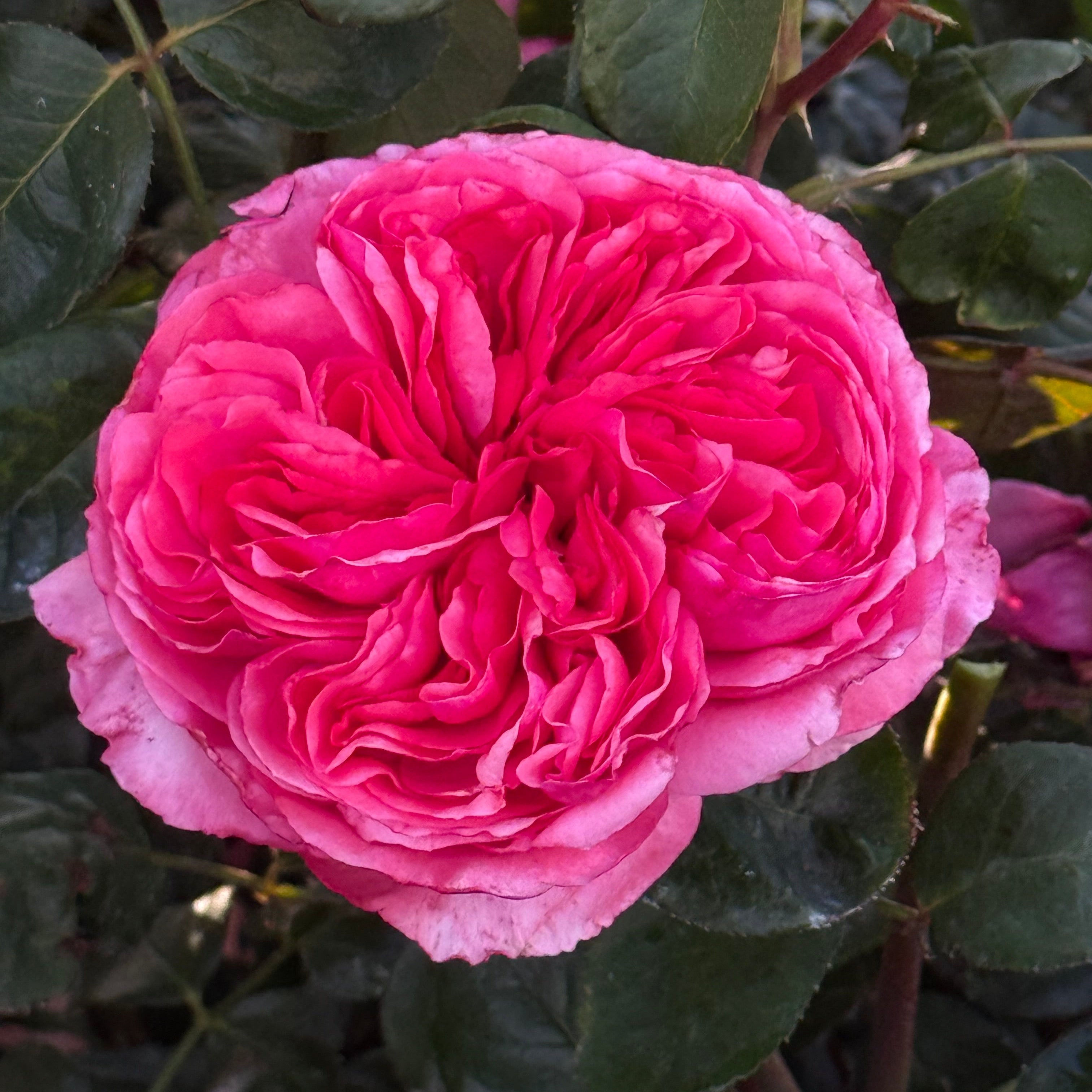 Loves Me, Loves Me Not™ Bare Root Rose Bush