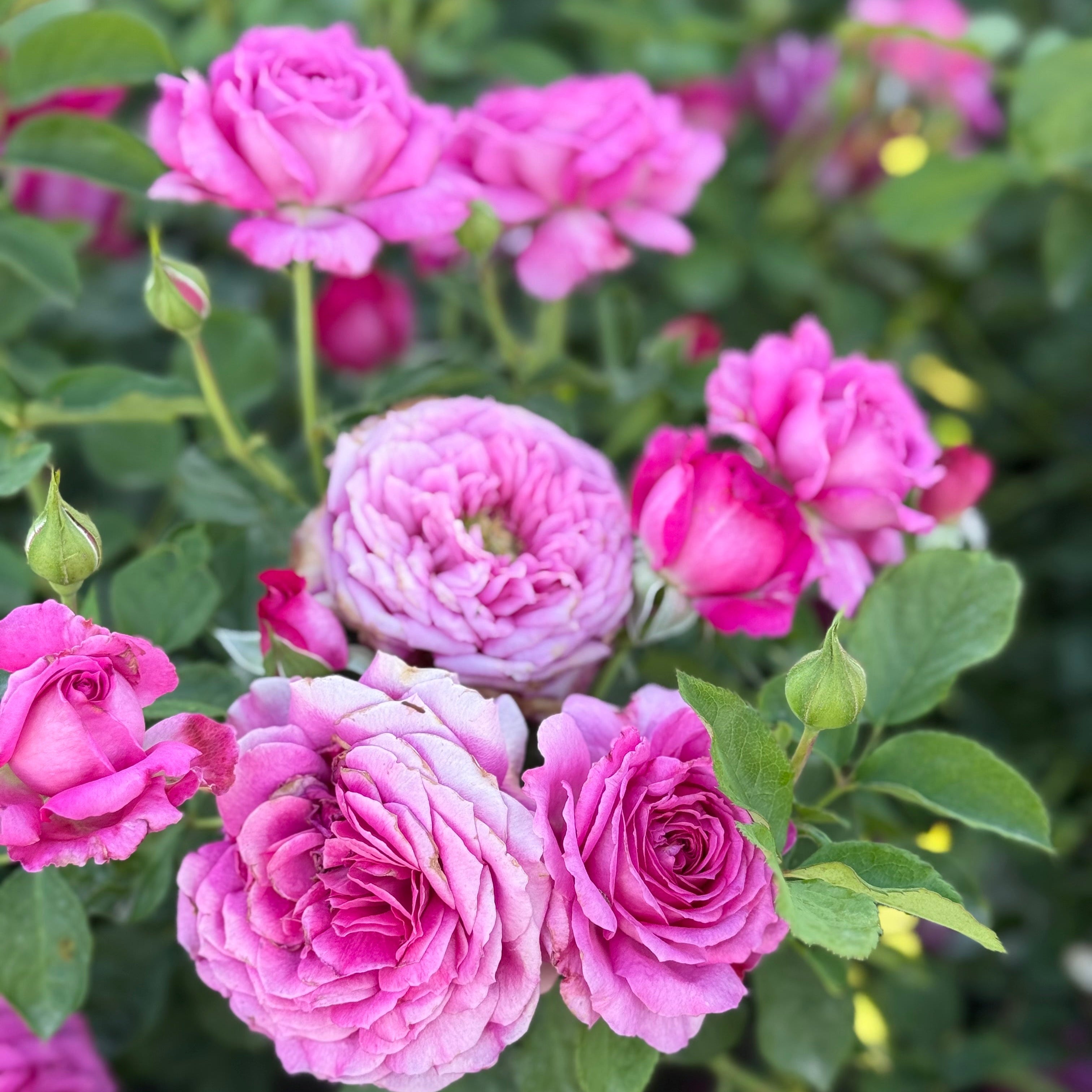 Light Years Away Potted Rose Bush