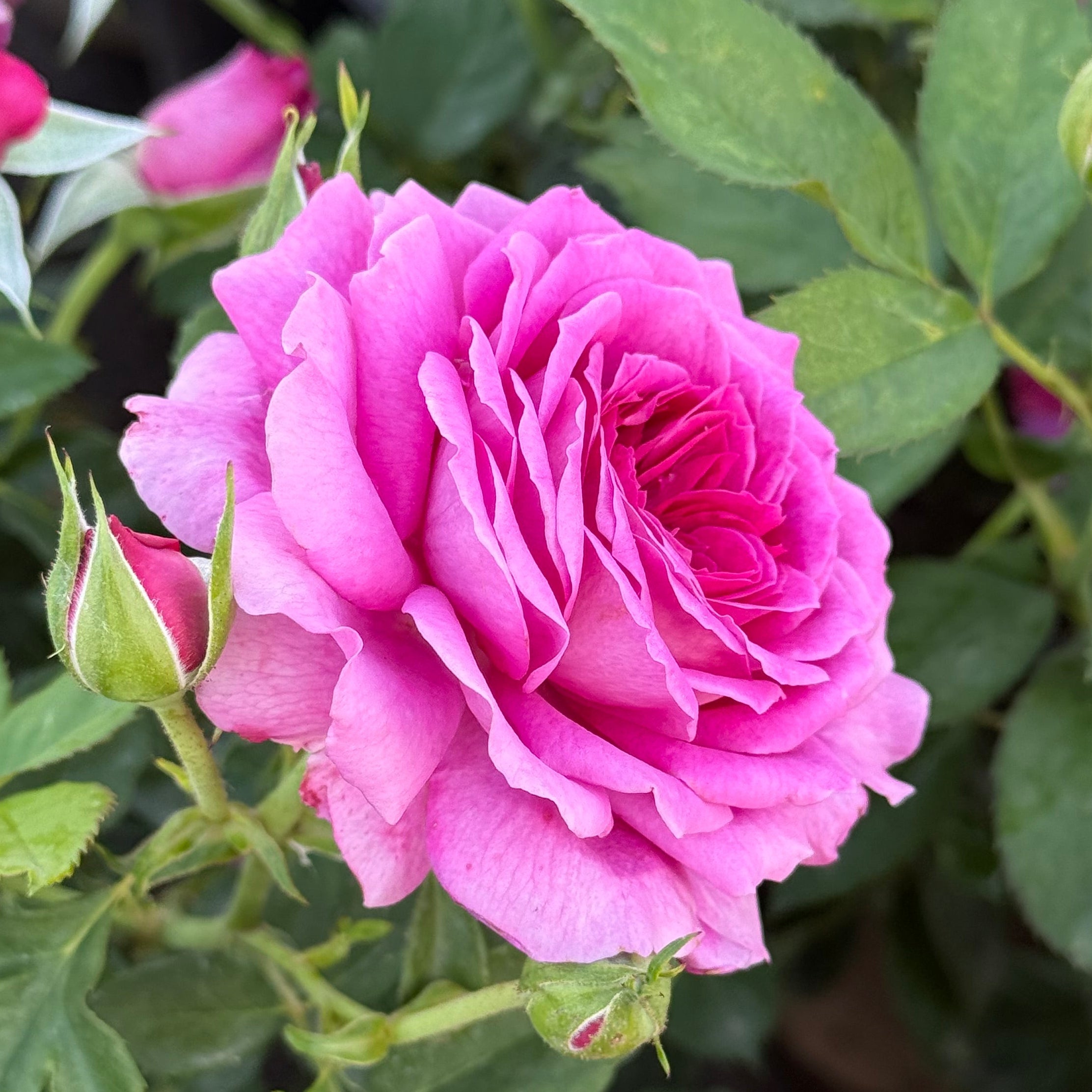Light Years Away Potted Rose Bush