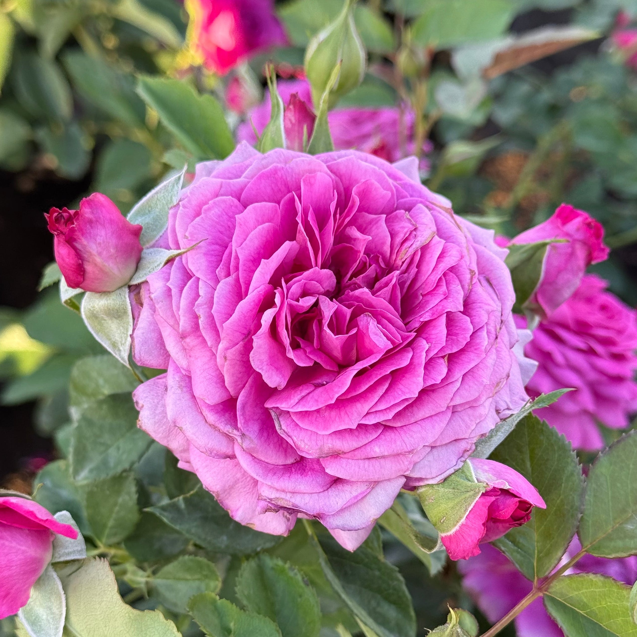 Light Years Away Potted Rose Bush