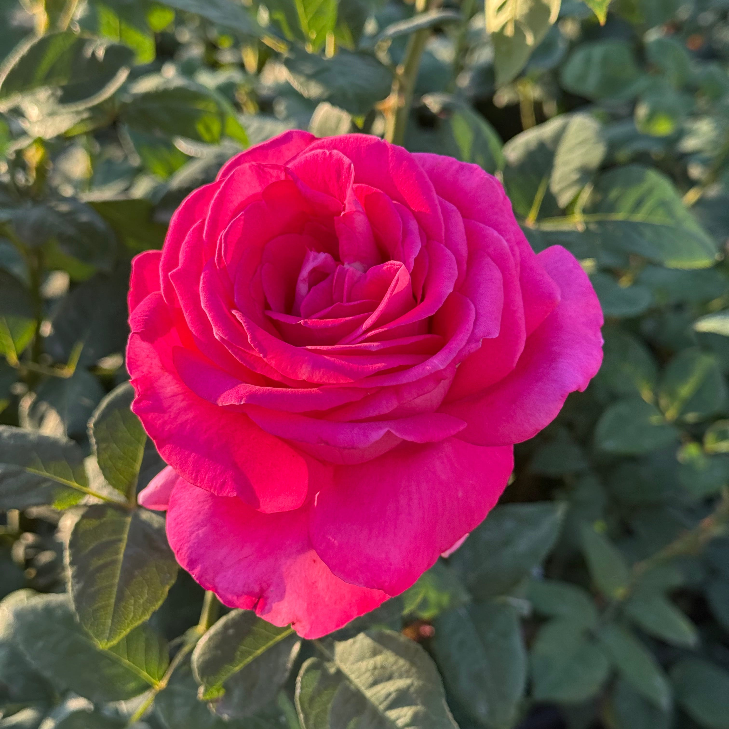 All My Loving™ Potted Rose Bush