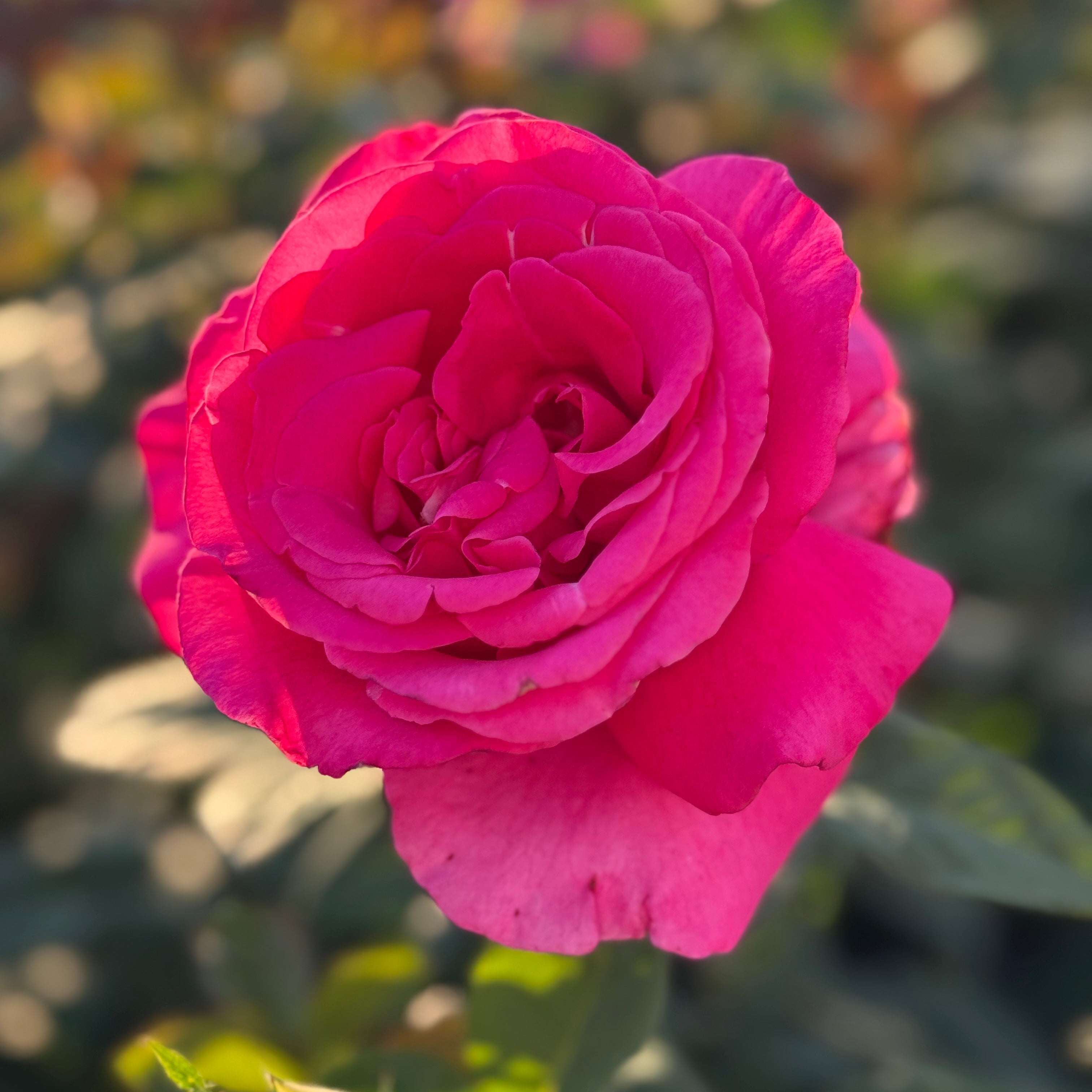 All My Loving™ Potted Rose Bush