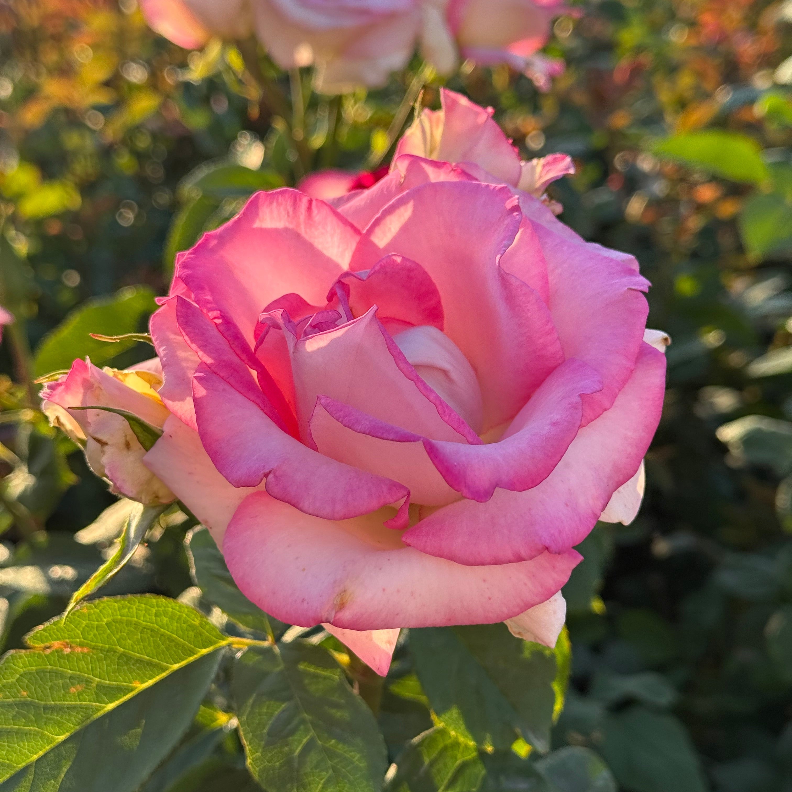 Angelic Veil™ Potted Rose Bush