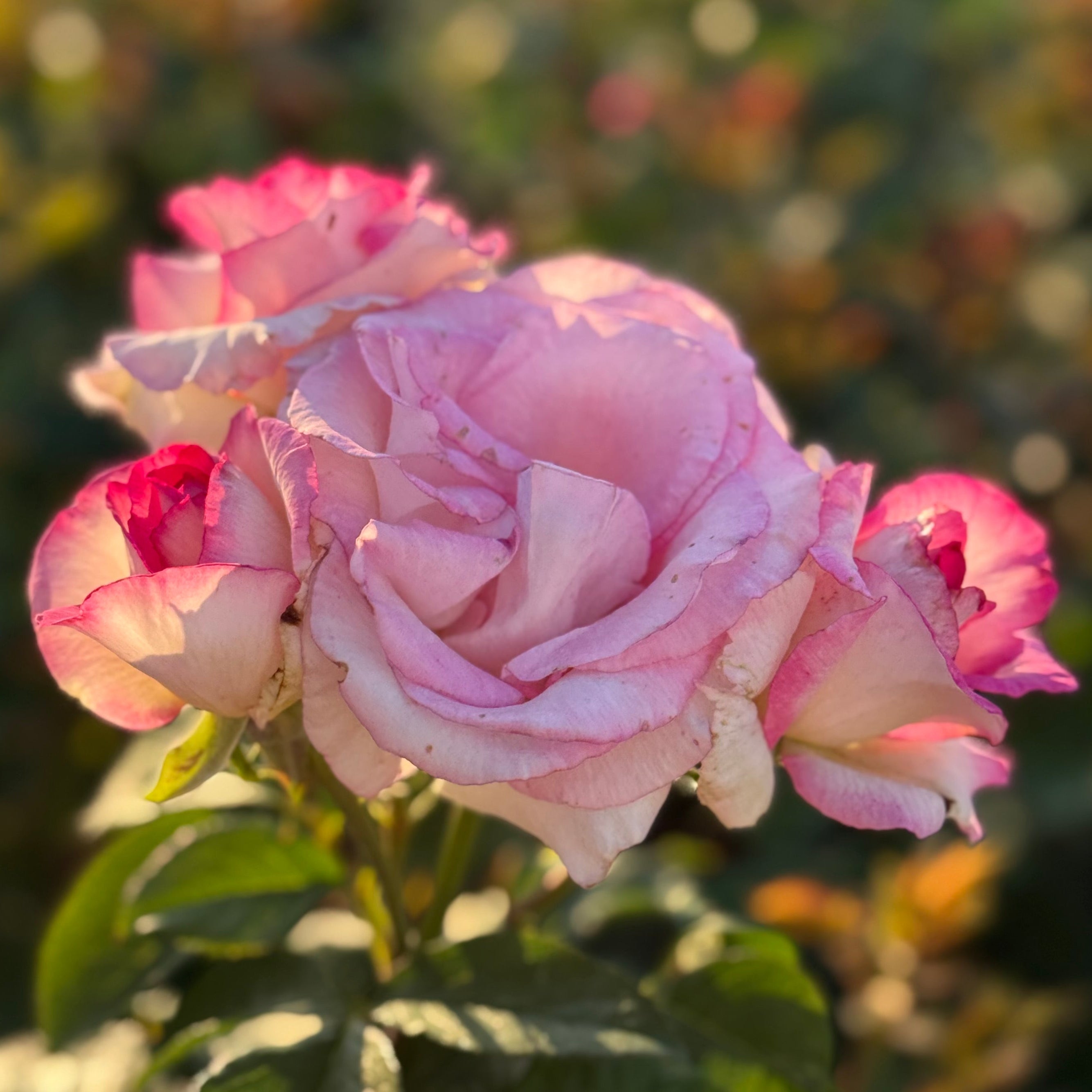 Angelic Veil™ Potted Rose Bush