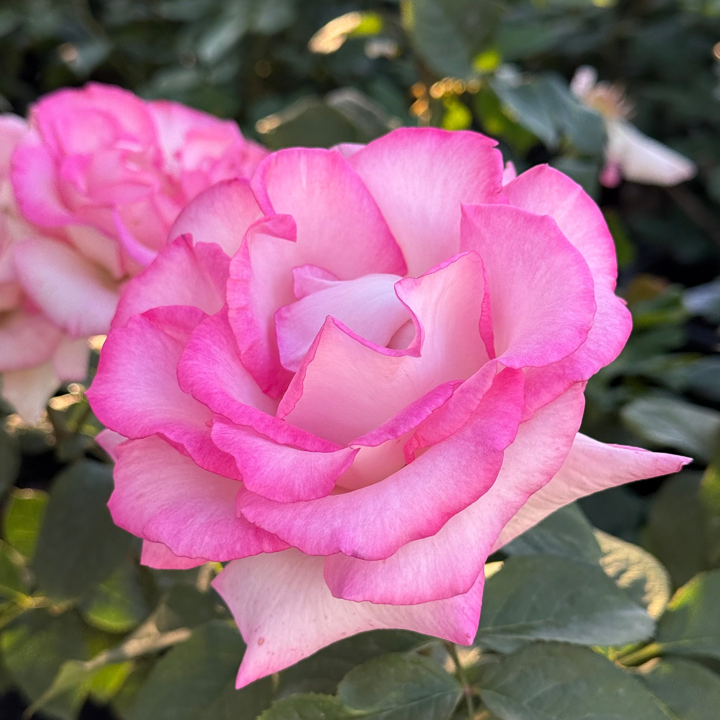 Angelic Veil™ Potted Rose Bush
