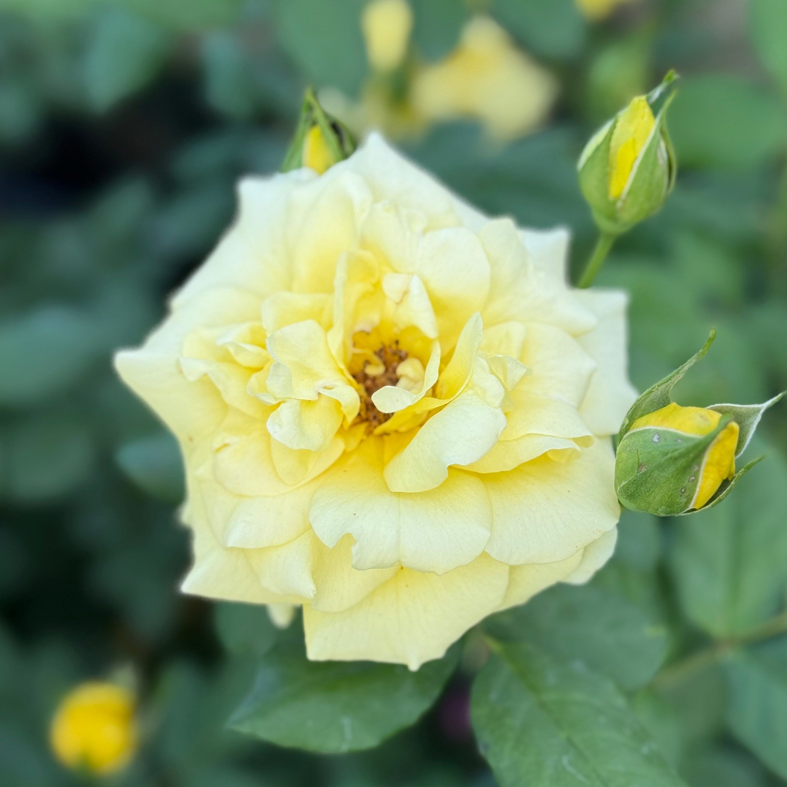 Phyllis Diller™ Potted Rose Bush