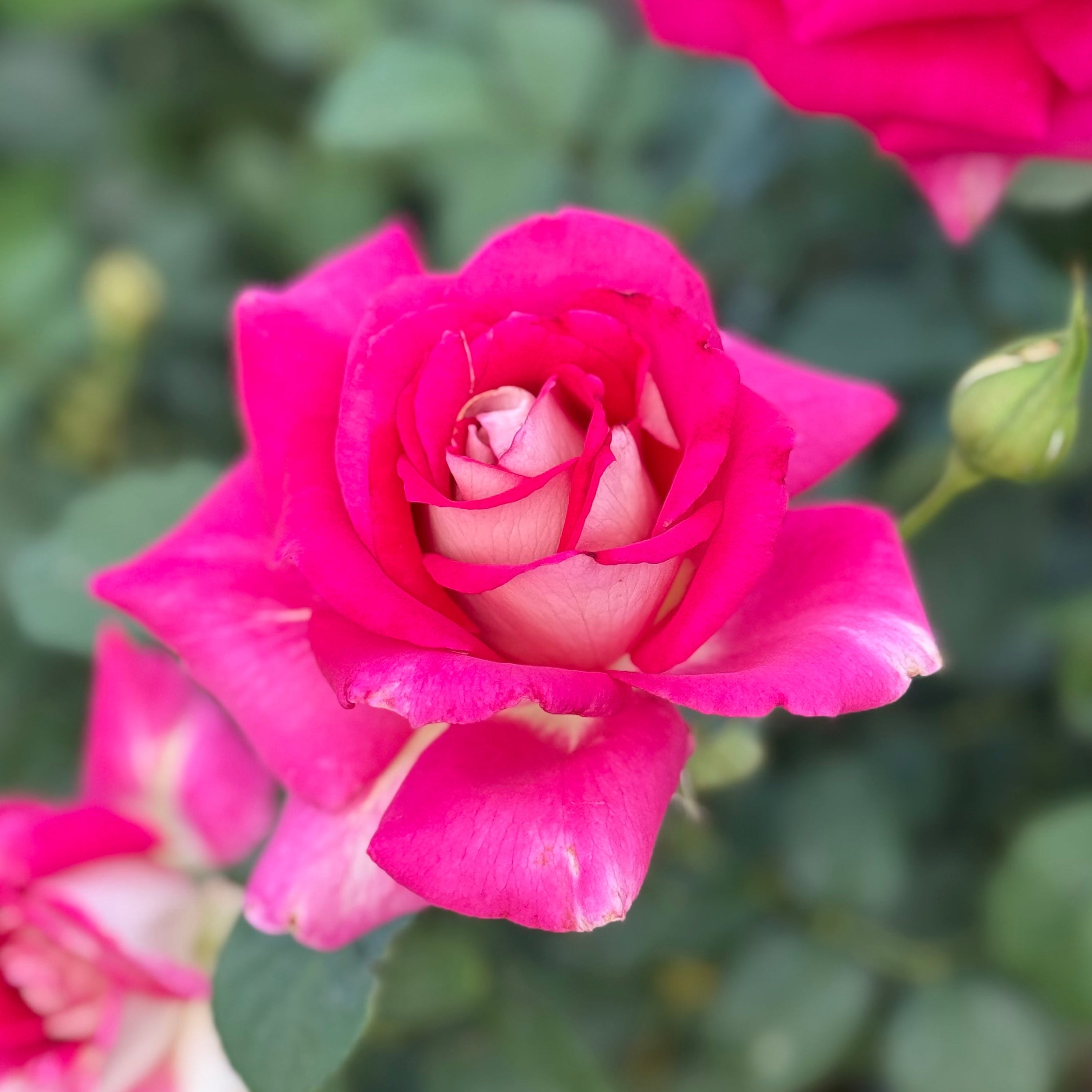 Picture Perfect™ Bare Root Tree Rose