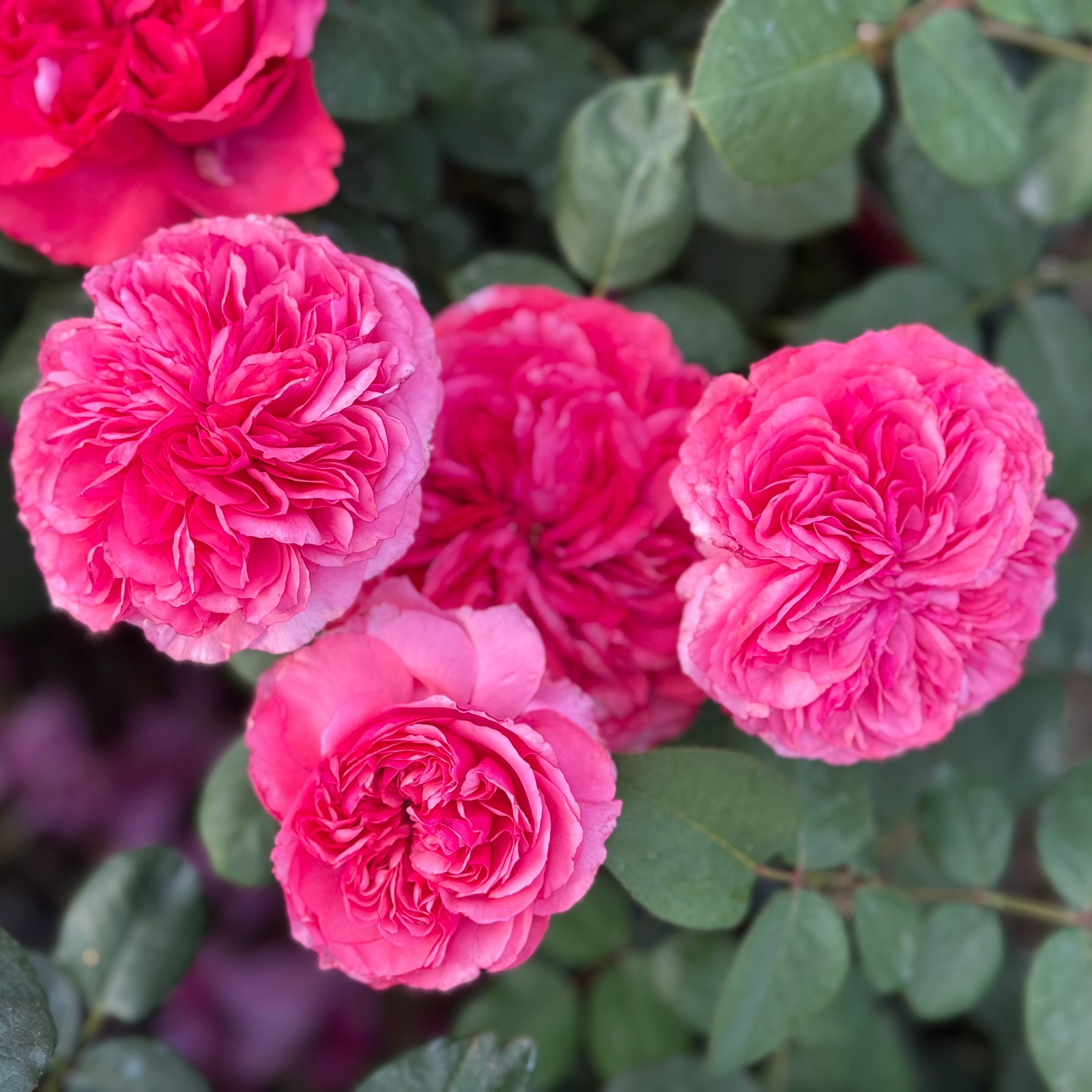 Loves Me, Loves Me Not™ Bare Root Rose Bush