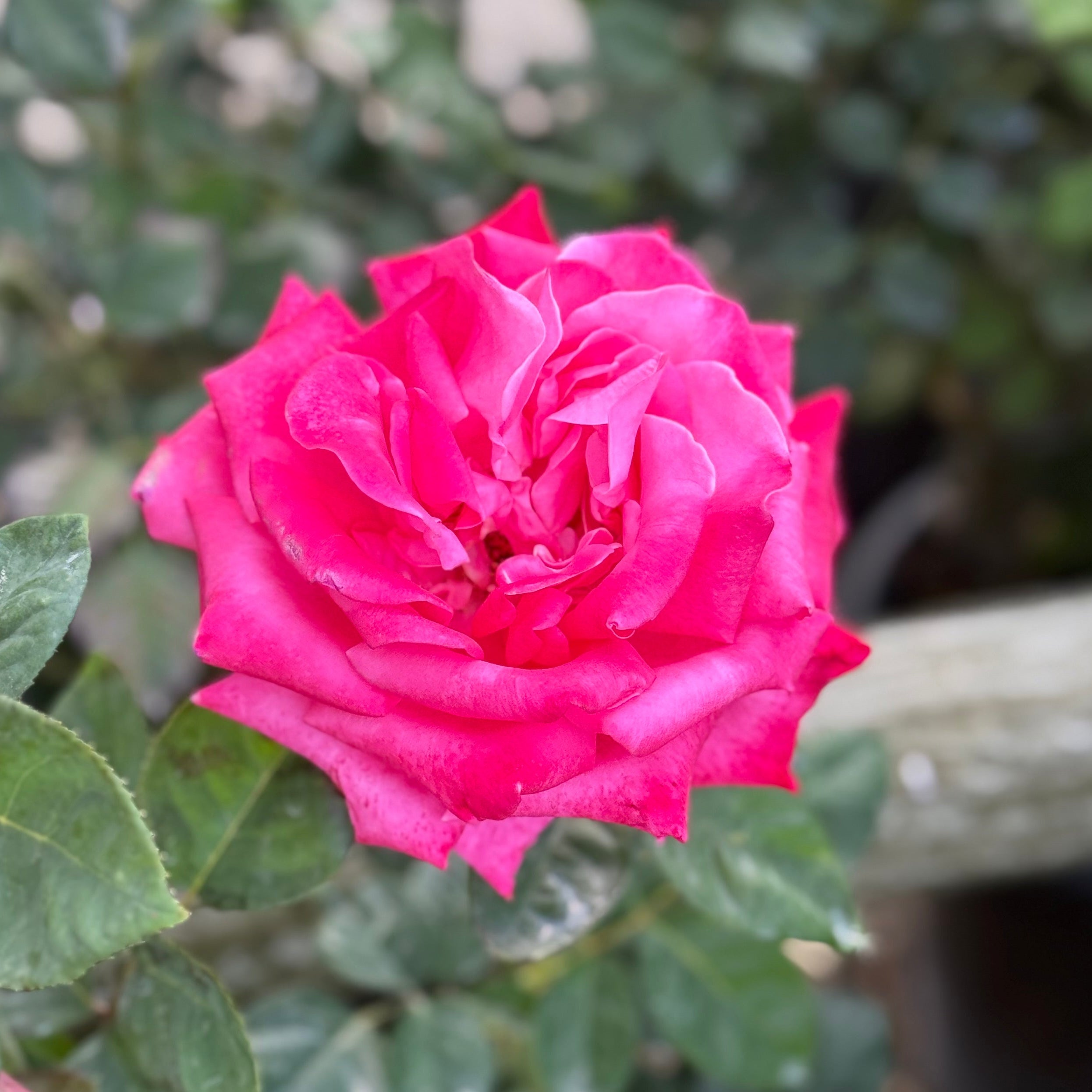Elizabeth Taylor™ Potted Rose Bush