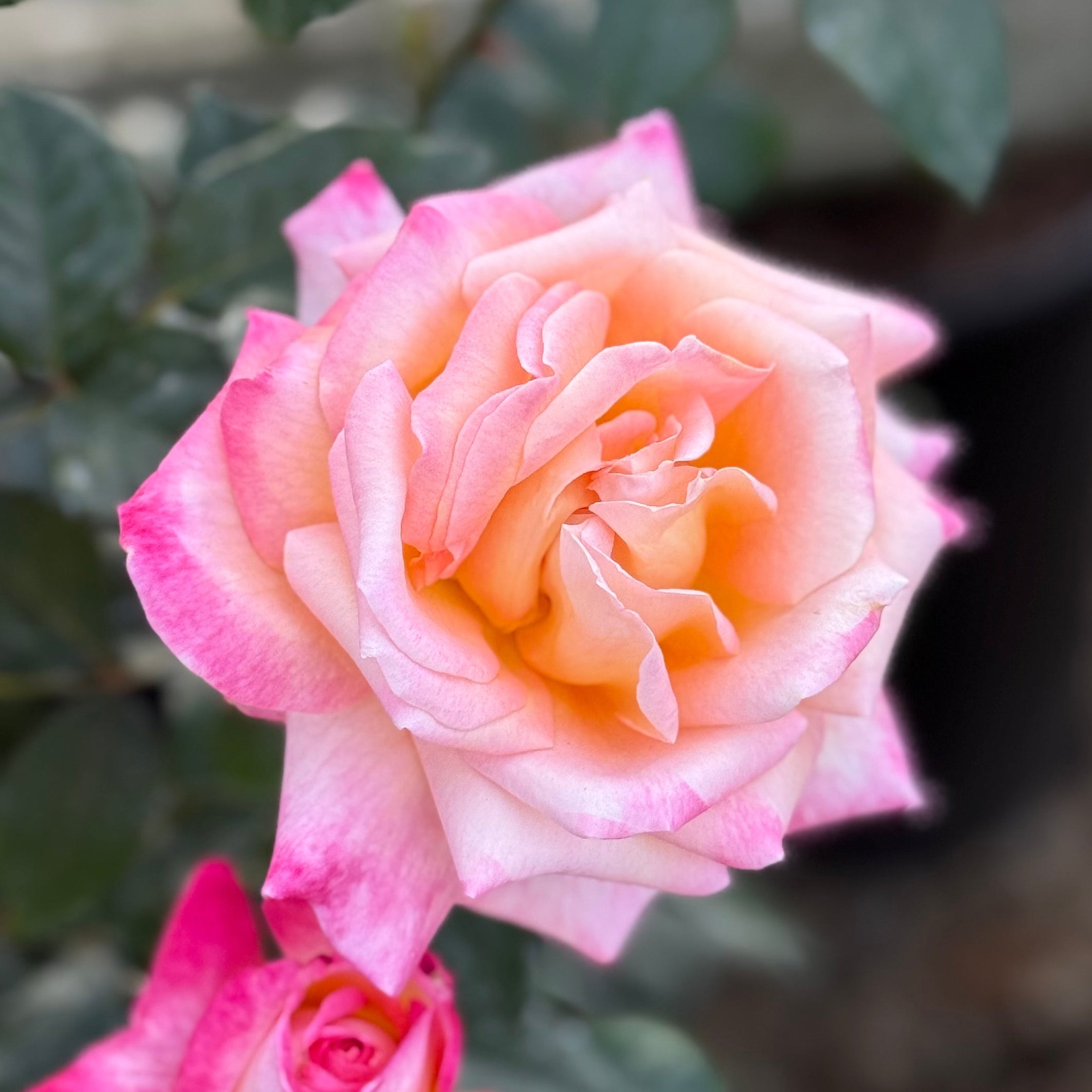 Close-up of pink and peach roses with green leaves.