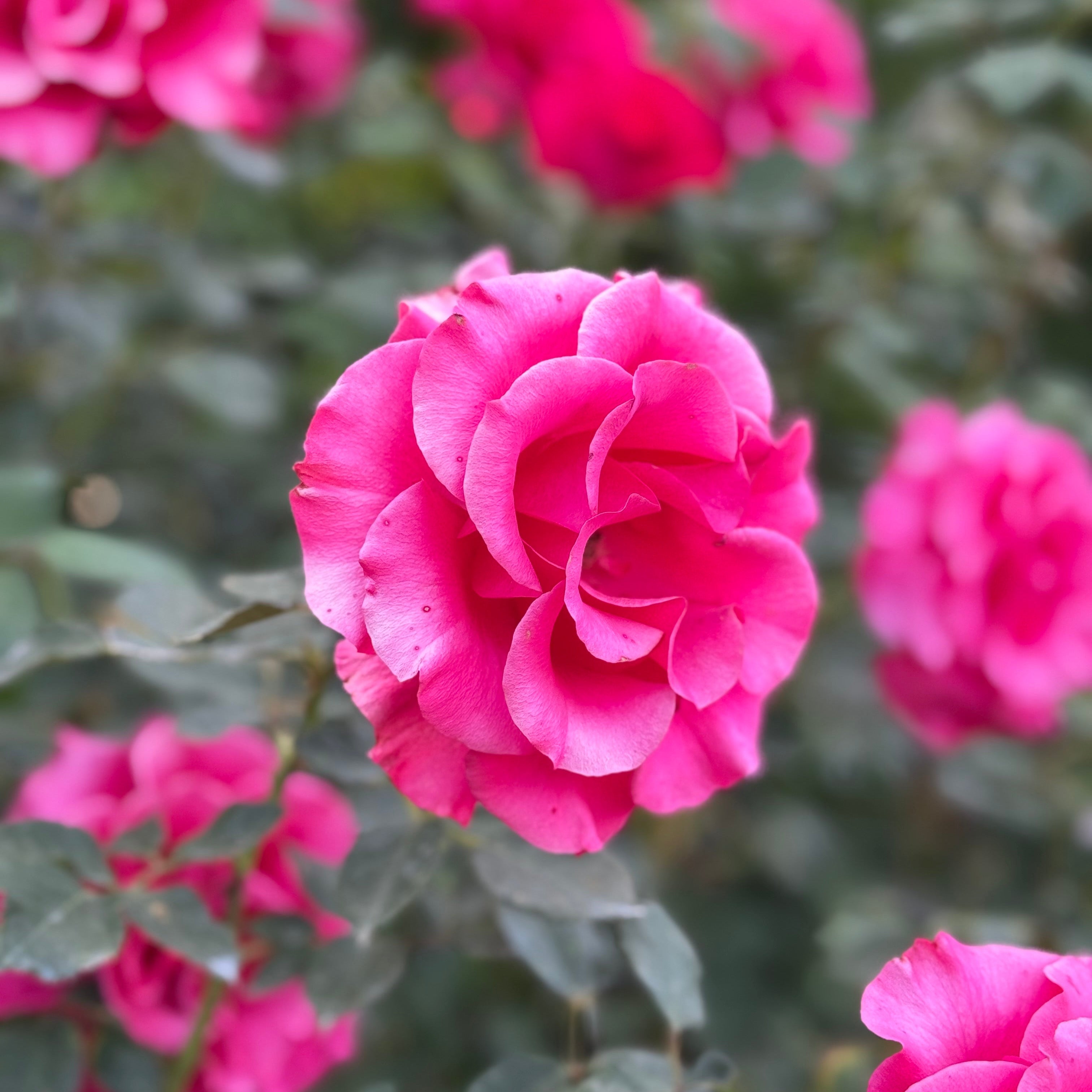 Fame!™ Potted Tree Rose