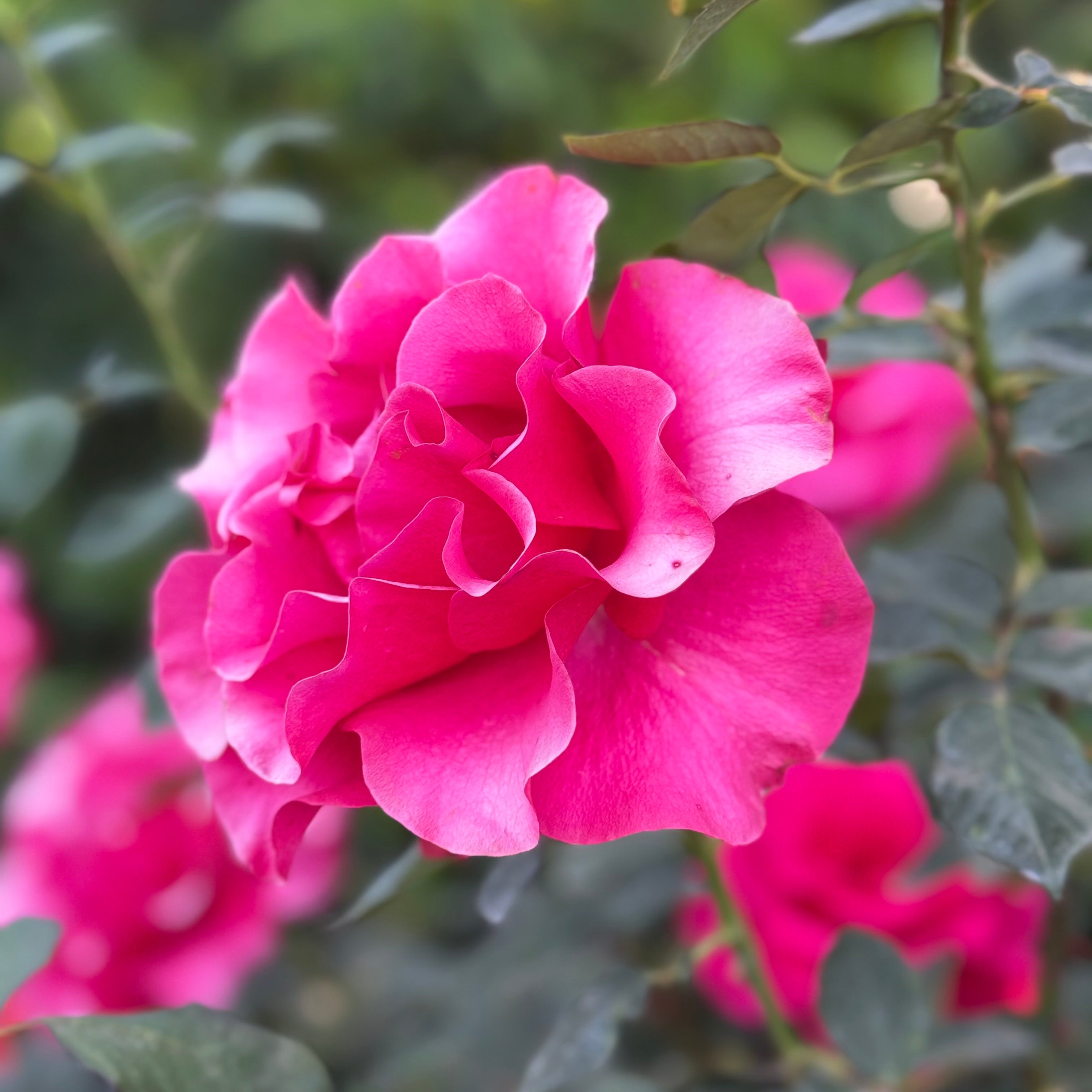 Fame!™ Potted Tree Rose