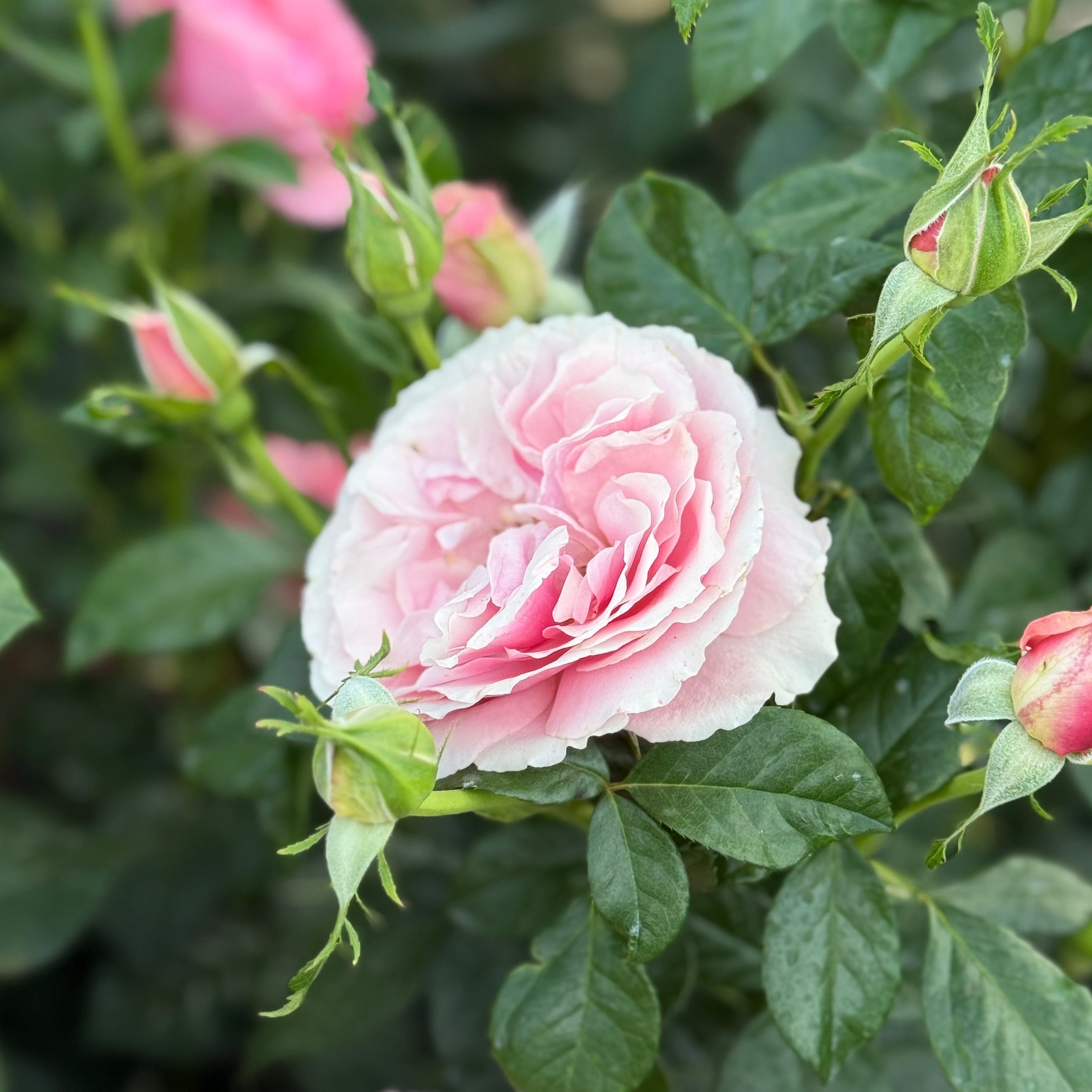 All Dressed Up™ Potted Rose Bush