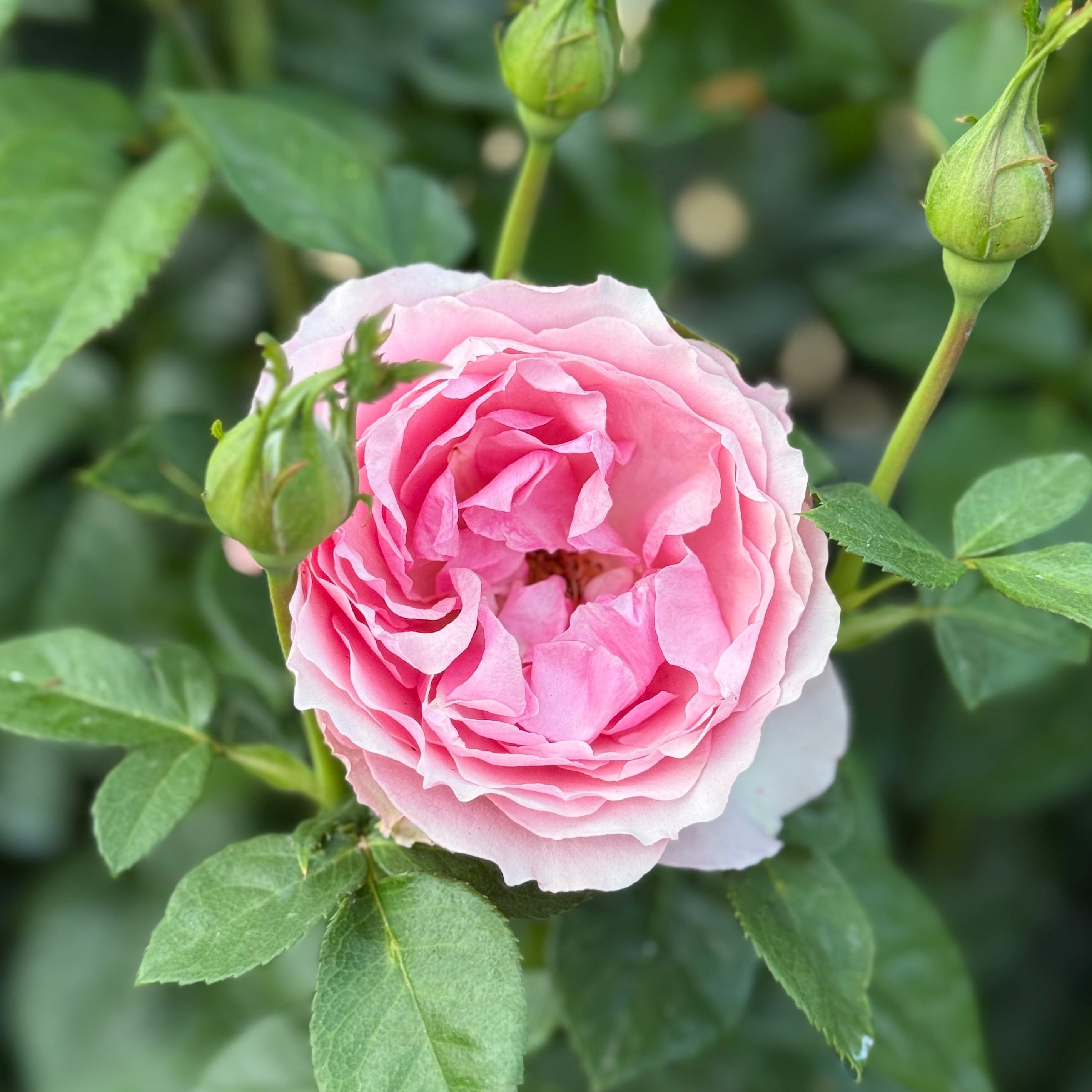 All Dressed Up™ Potted Rose Bush