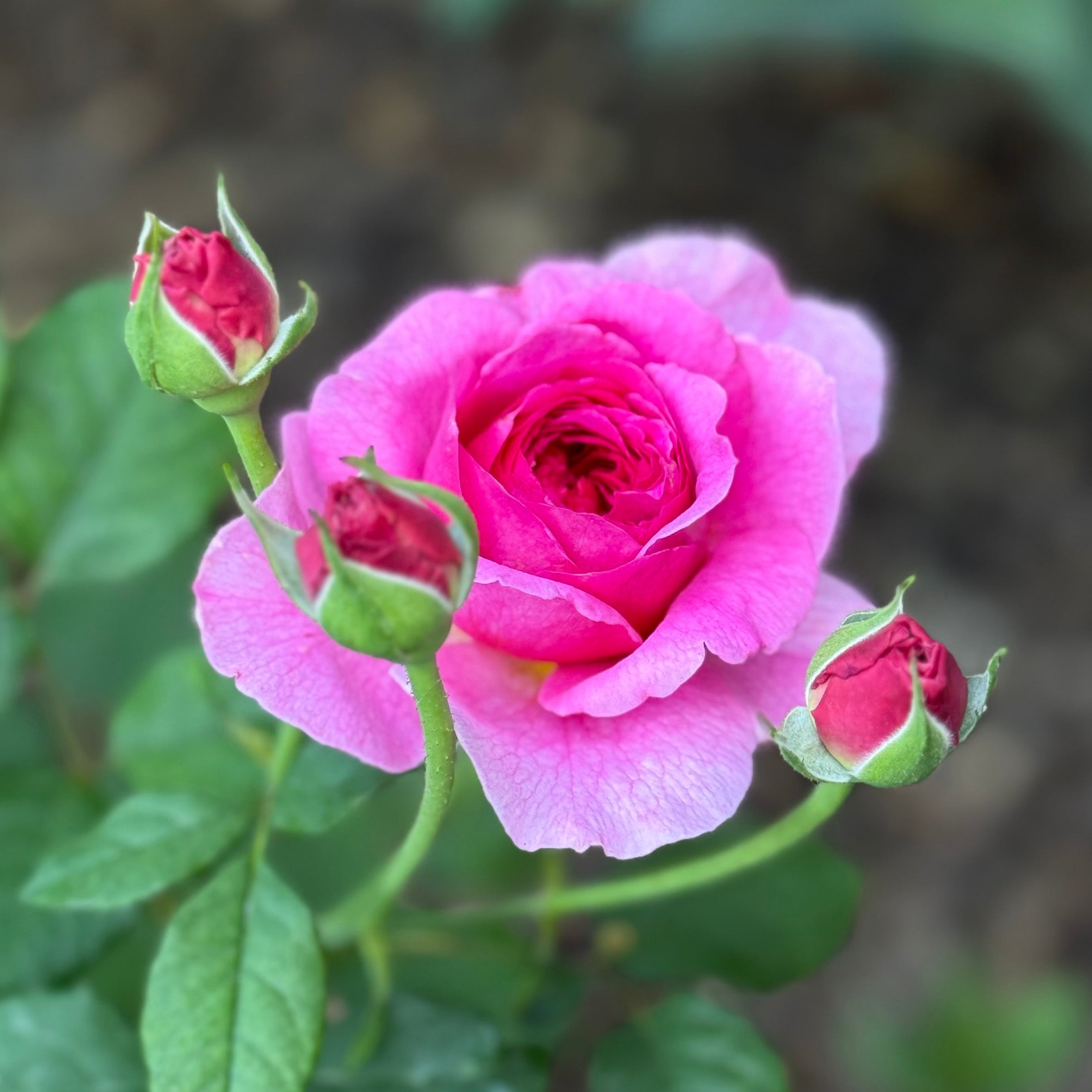 David Austin® Gabriel Oak Potted Rose Bush