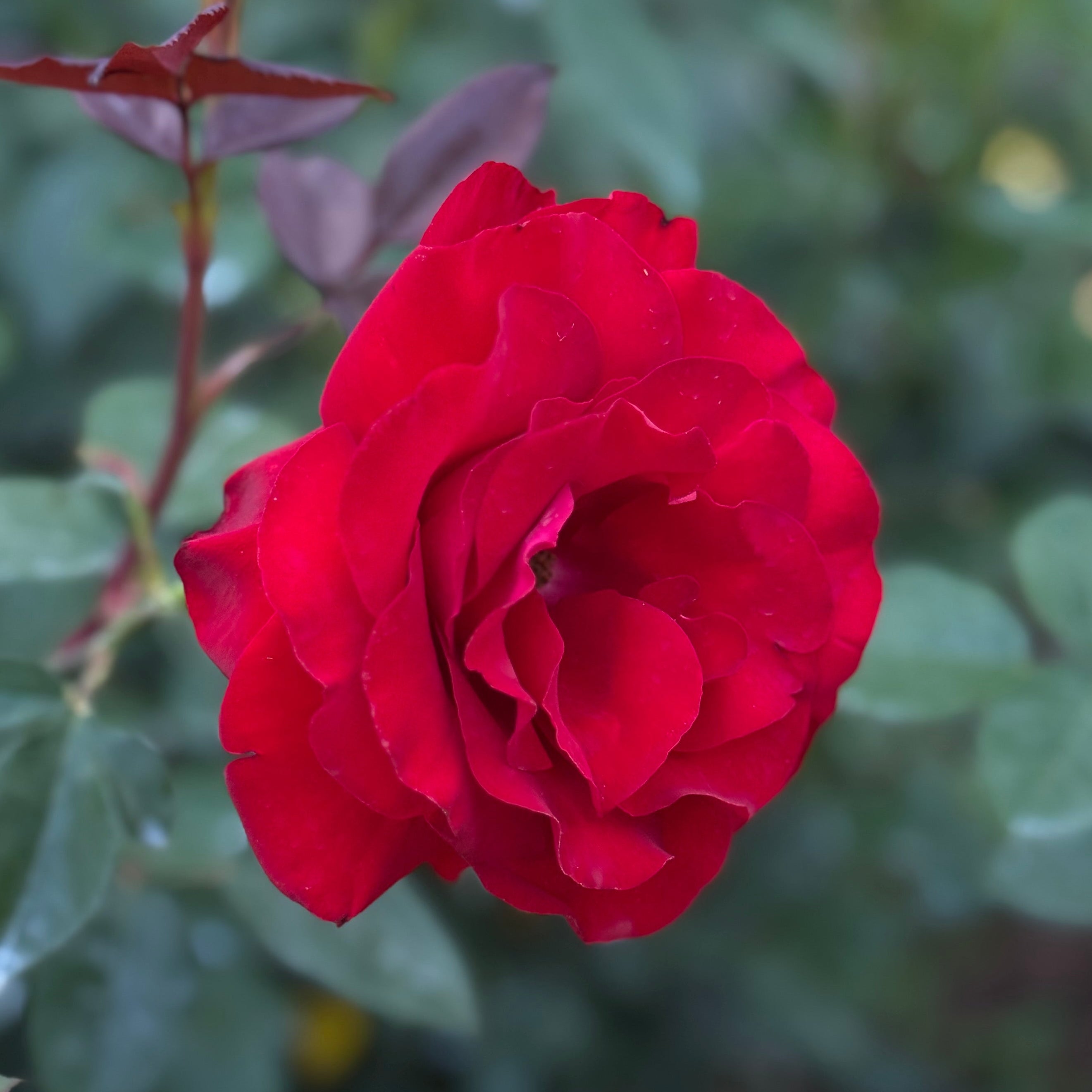 Oh My!® Potted Rose Bush
