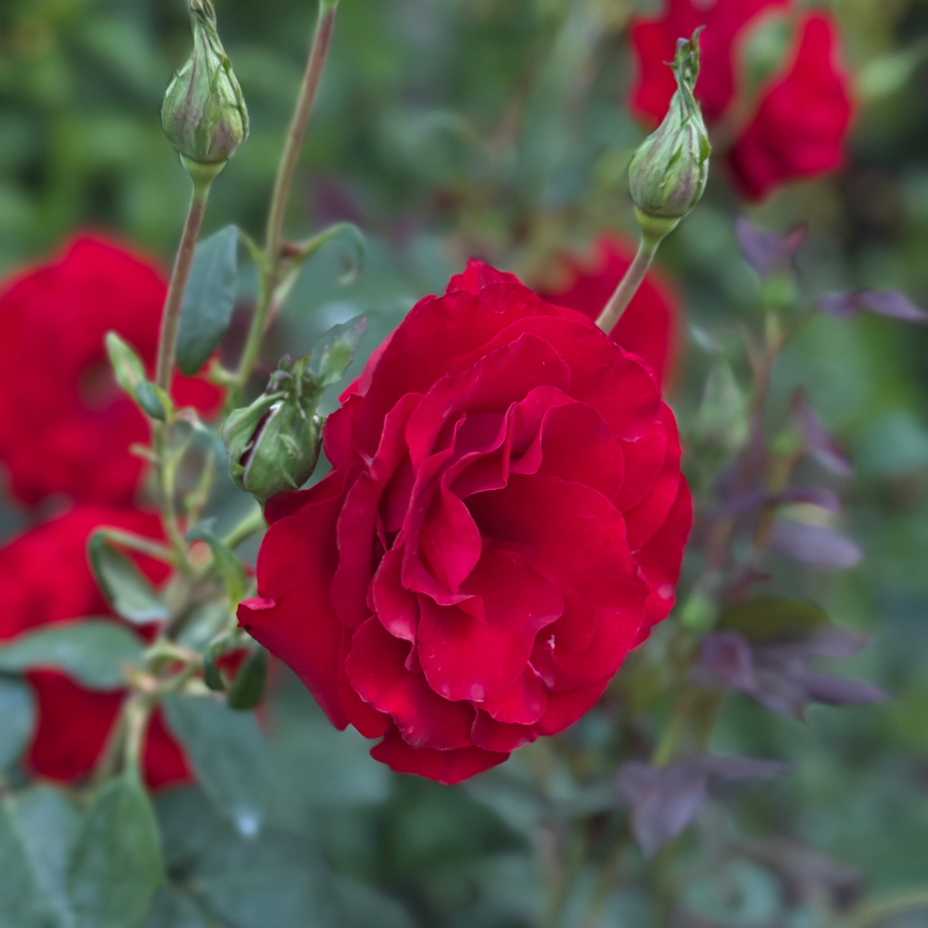 Oh My!® Potted Rose Bush
