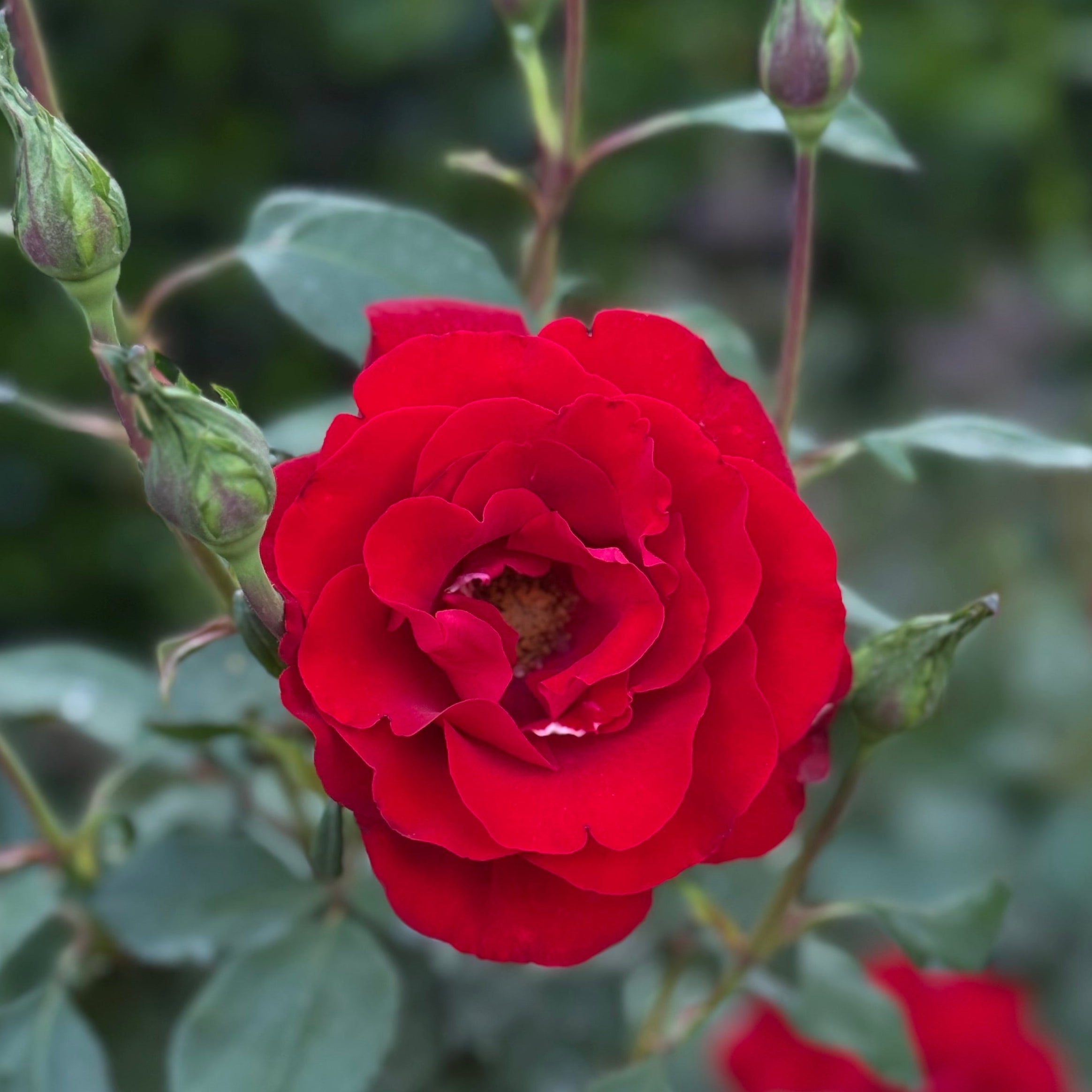 Oh My!® Potted Rose Bush