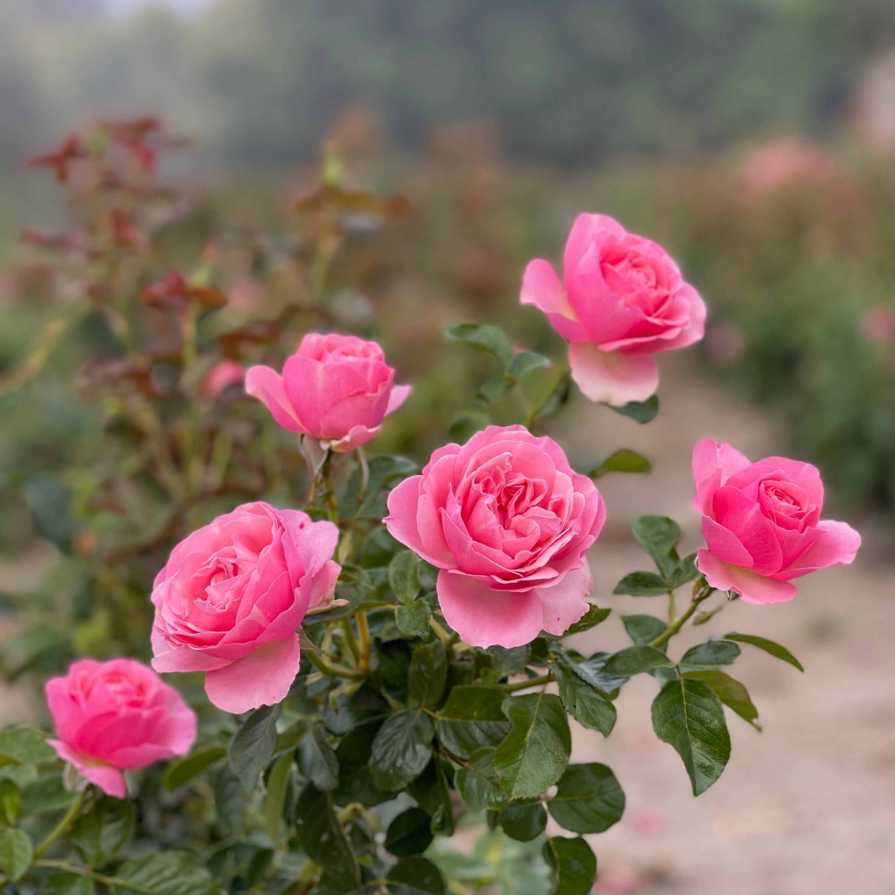 All Dressed Up™ Potted Rose Bush