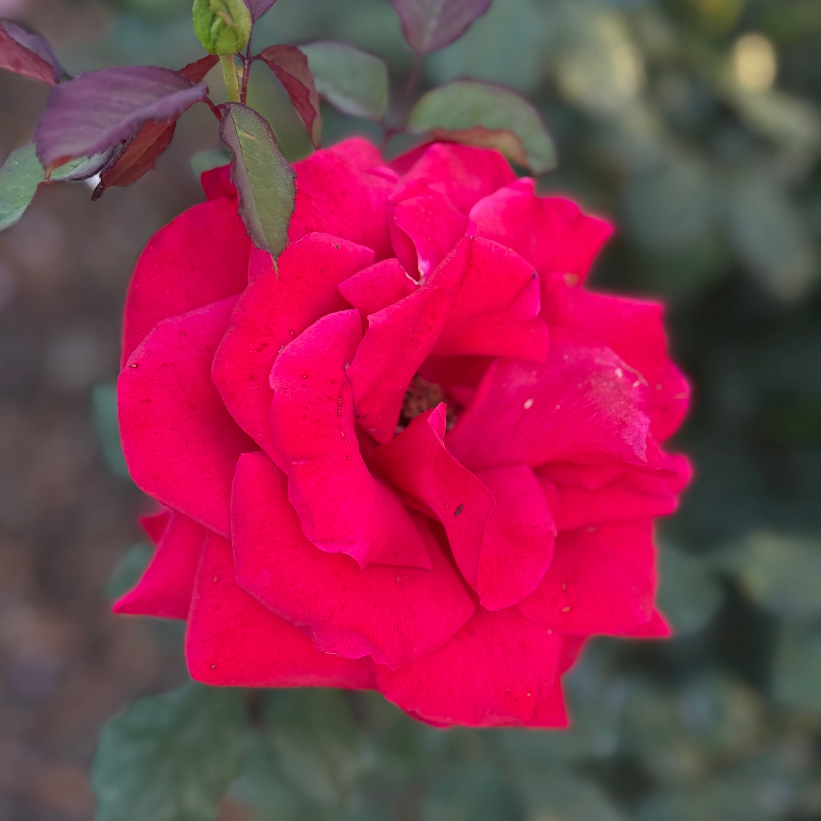 Love's Promise™ Potted Rose Bush