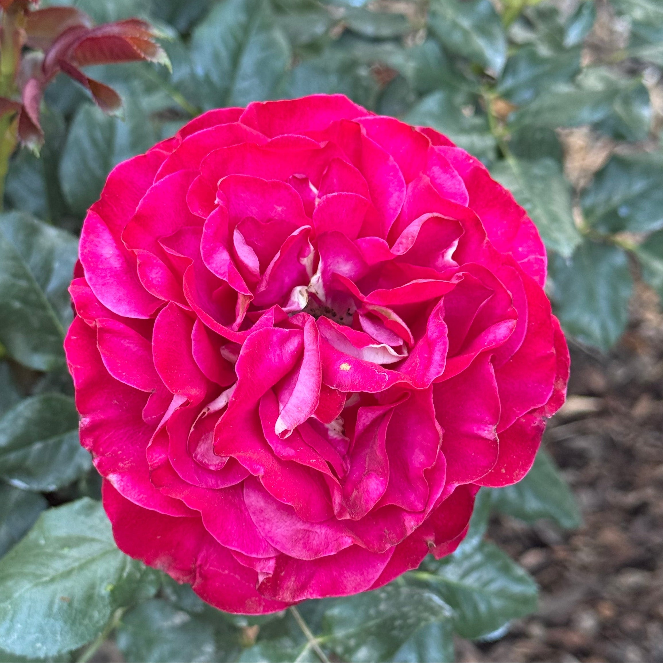 Forever Yours® Potted Rose Bush