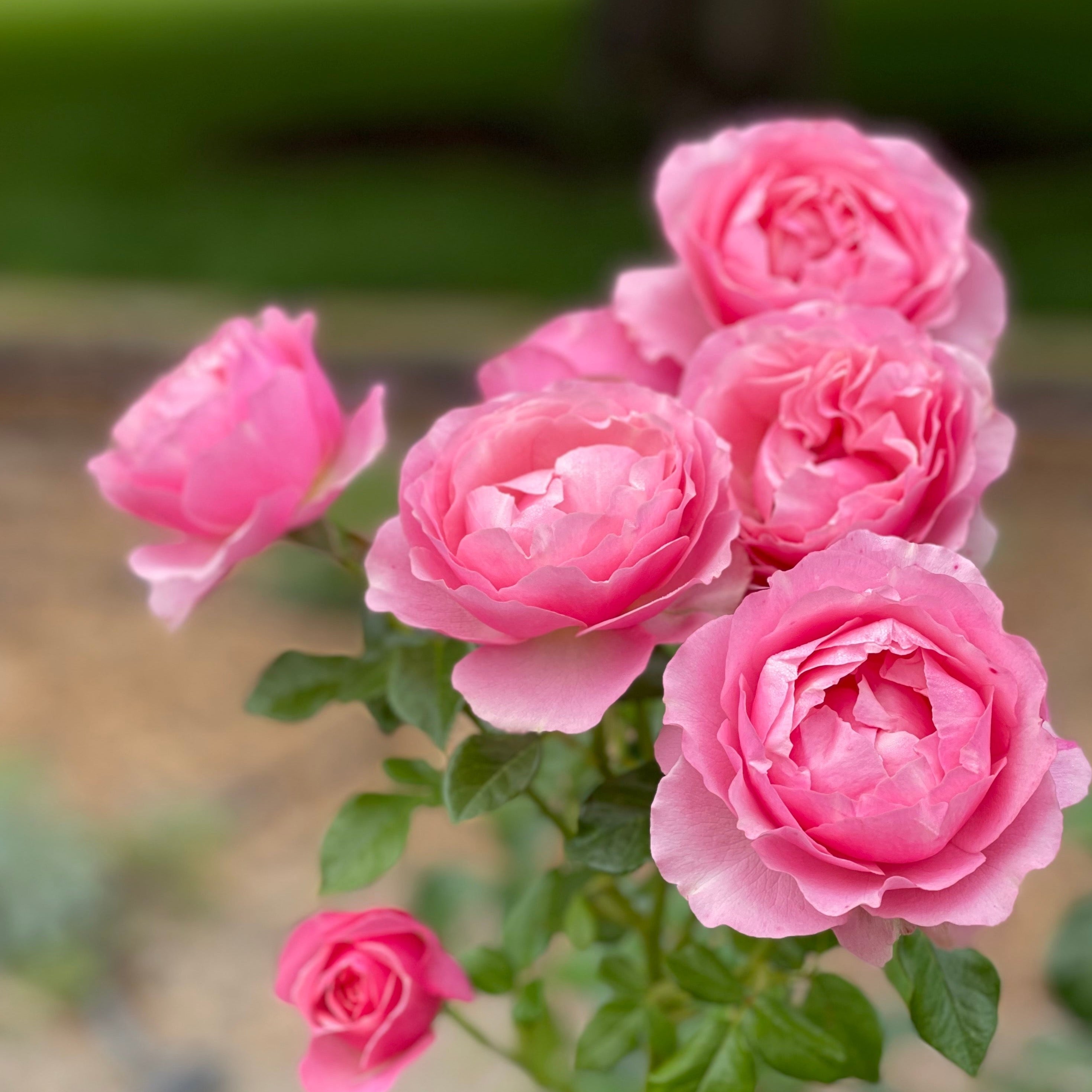 All Dressed Up™ Bare Root Rose Bush