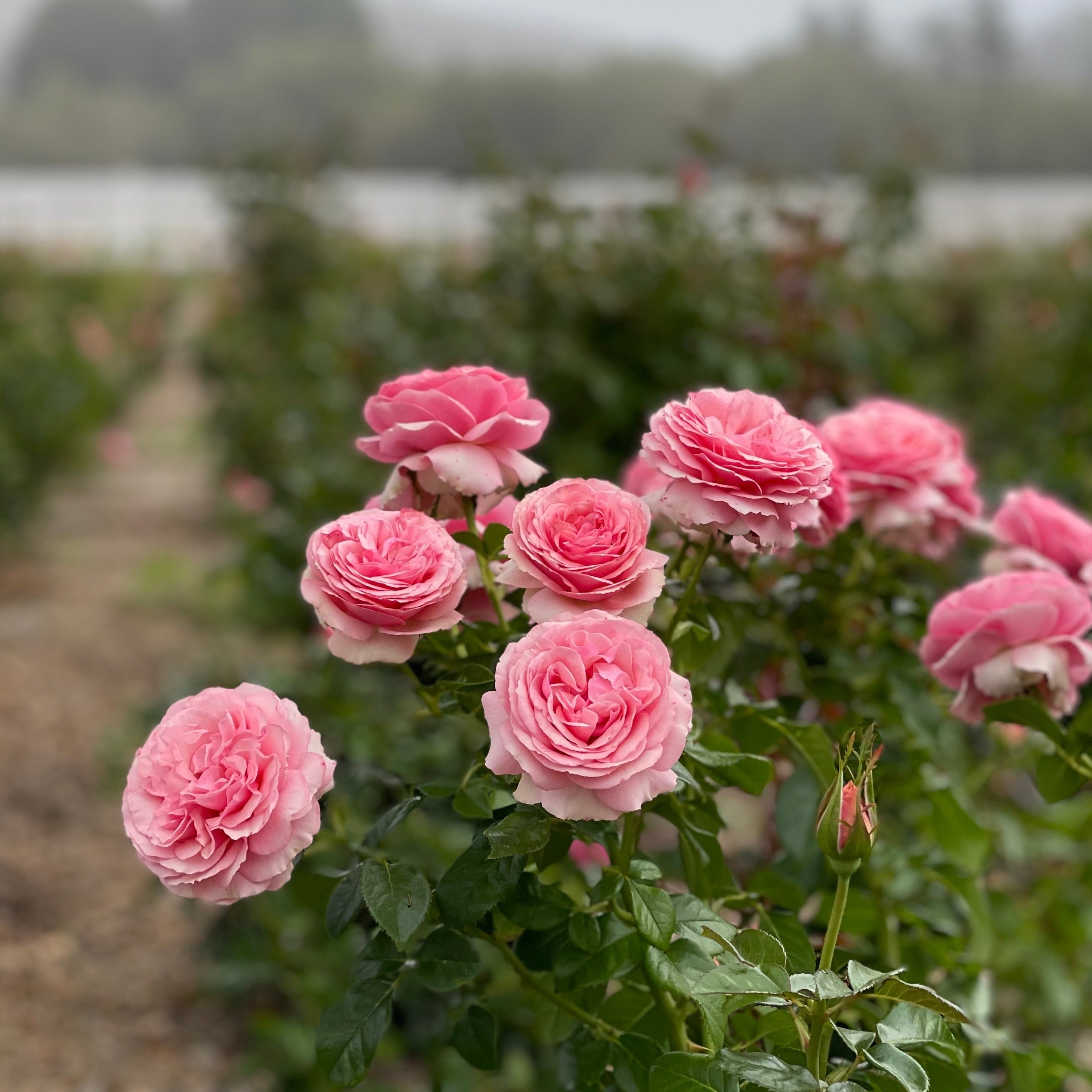 All Dressed Up™ Bare Root Rose Bush