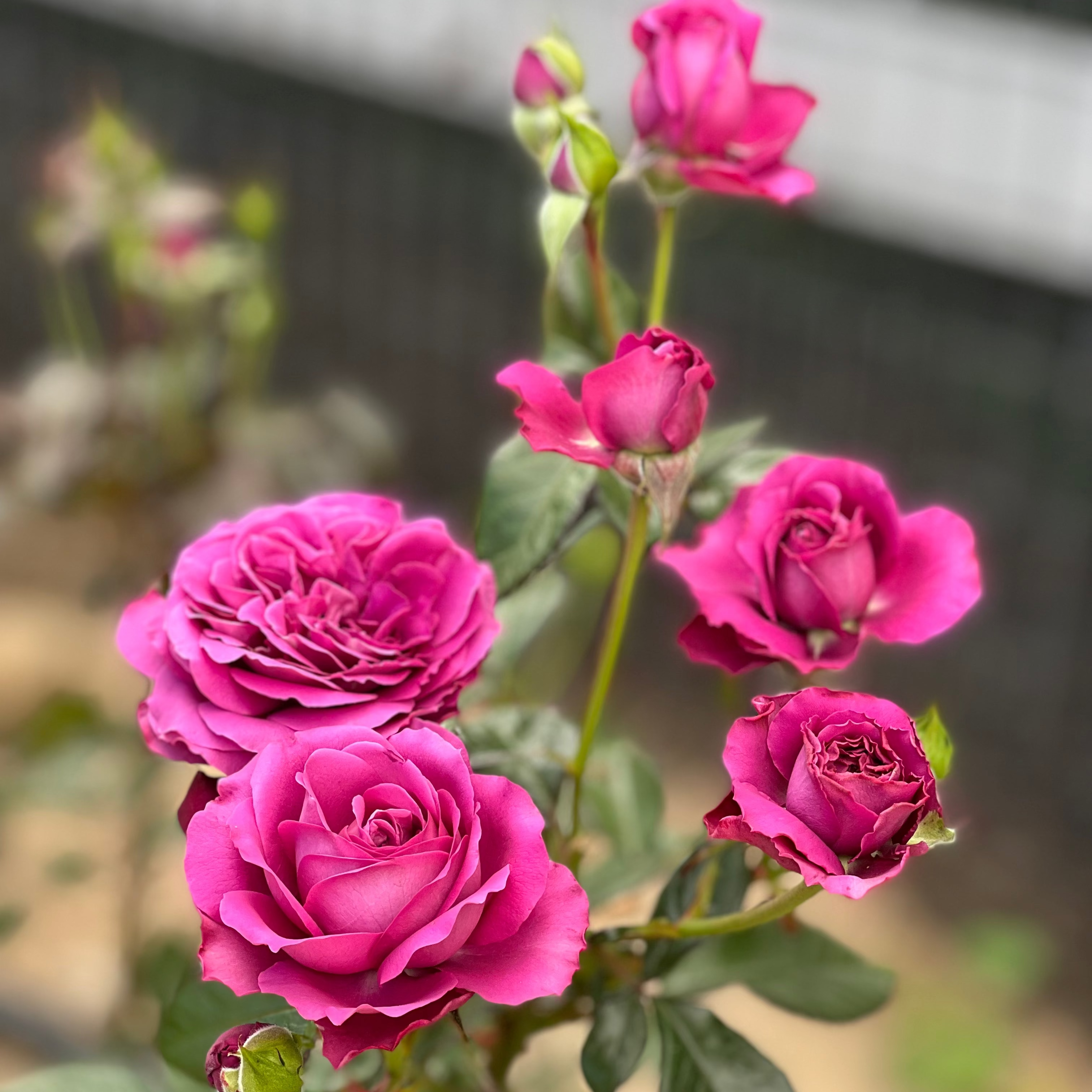 Sunbelt® Plum Perfect™ Bare Root Rose Bush
