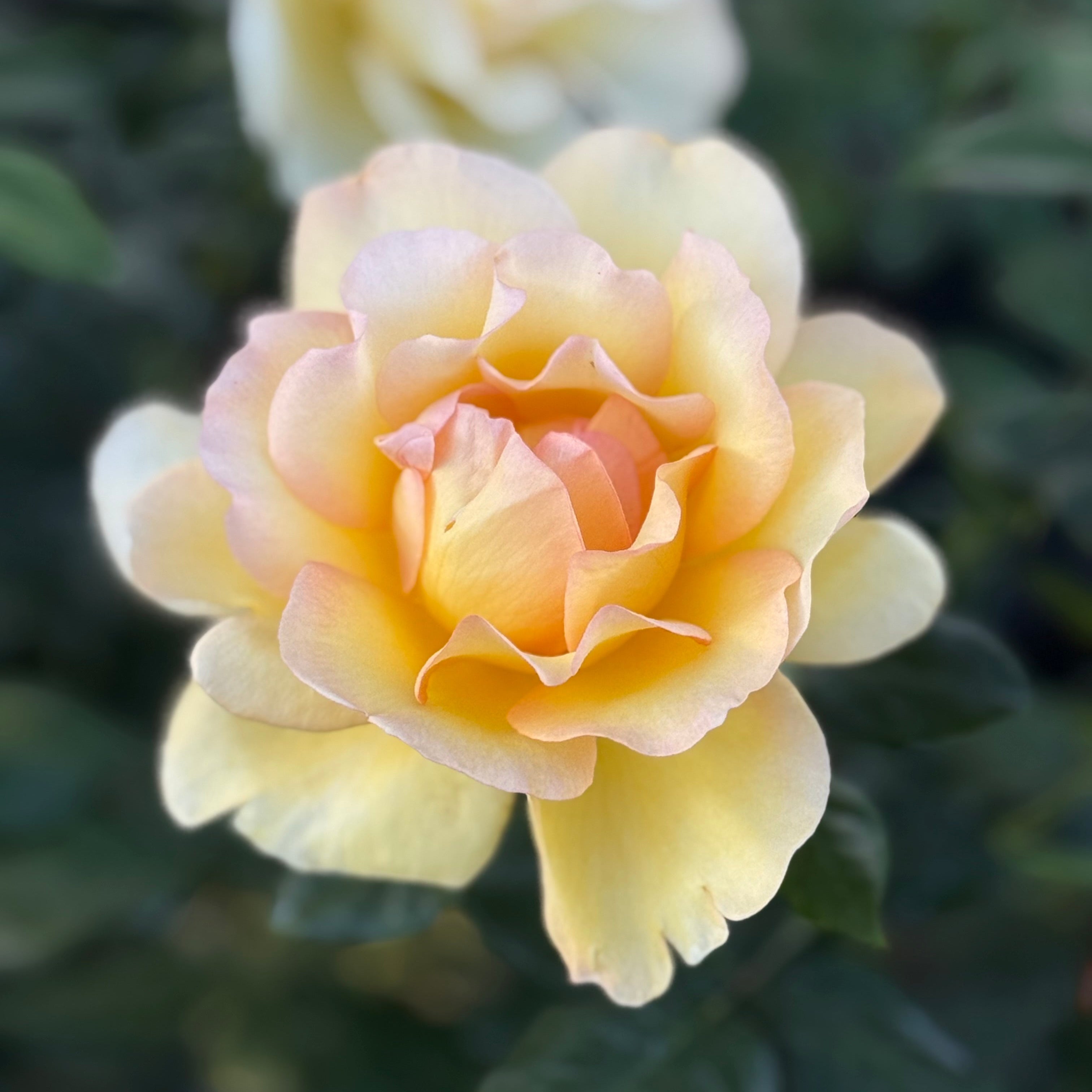 Gold Struck™ Bare Root Rose Bush