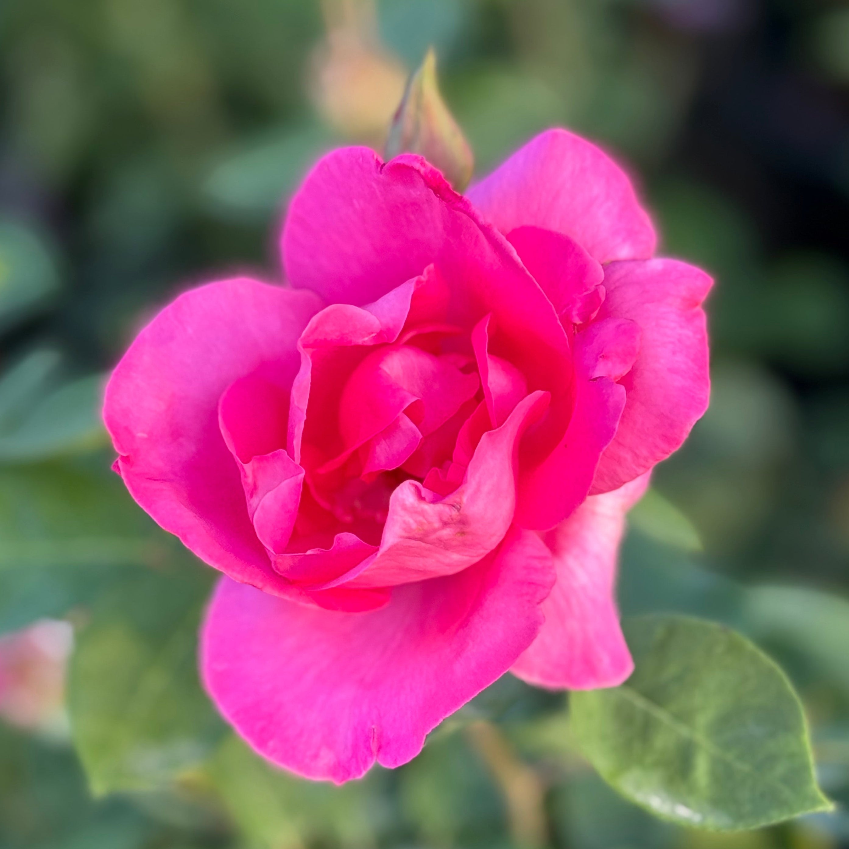 The McCartney Rose™ Potted Rose Bush