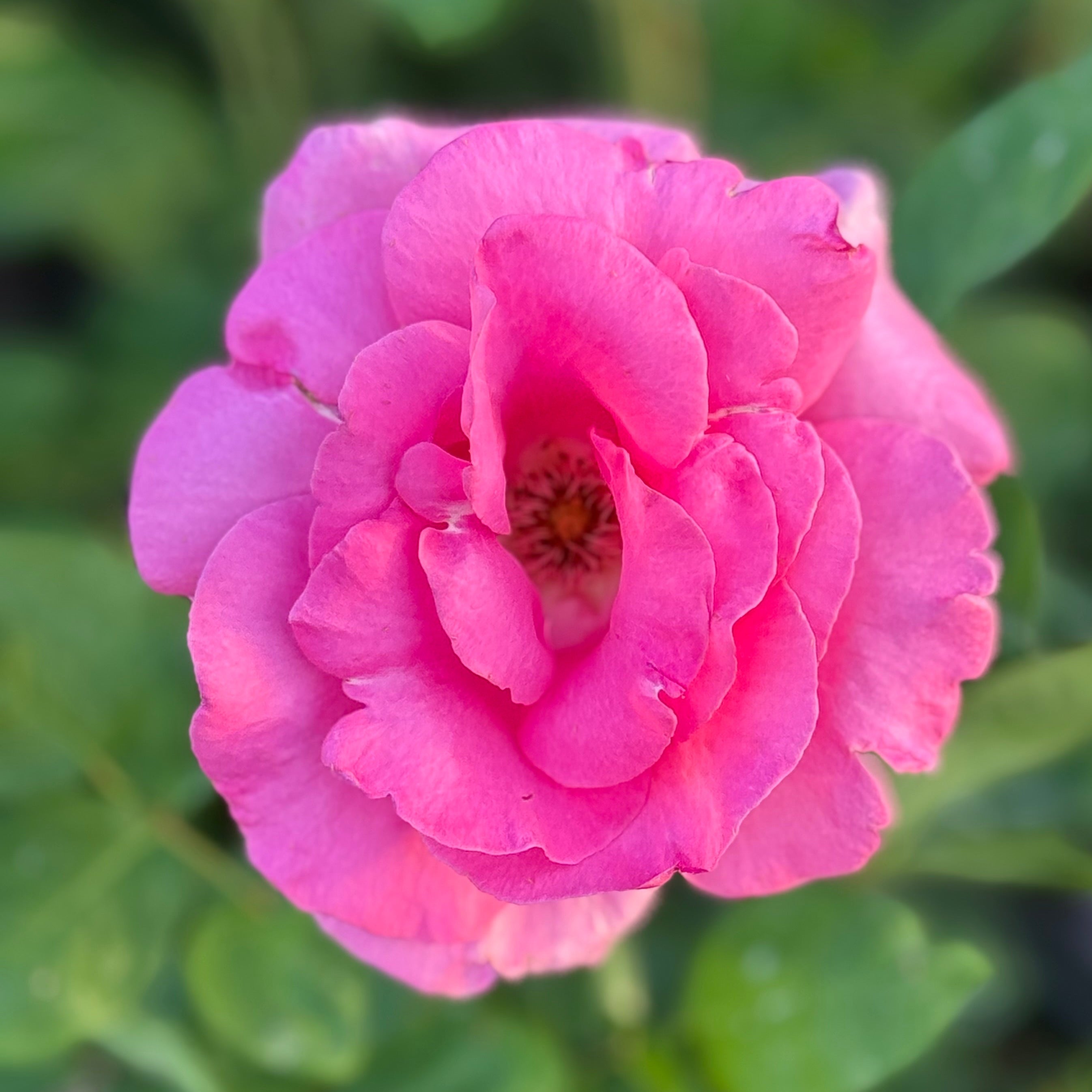 The McCartney Rose™ Potted Rose Bush