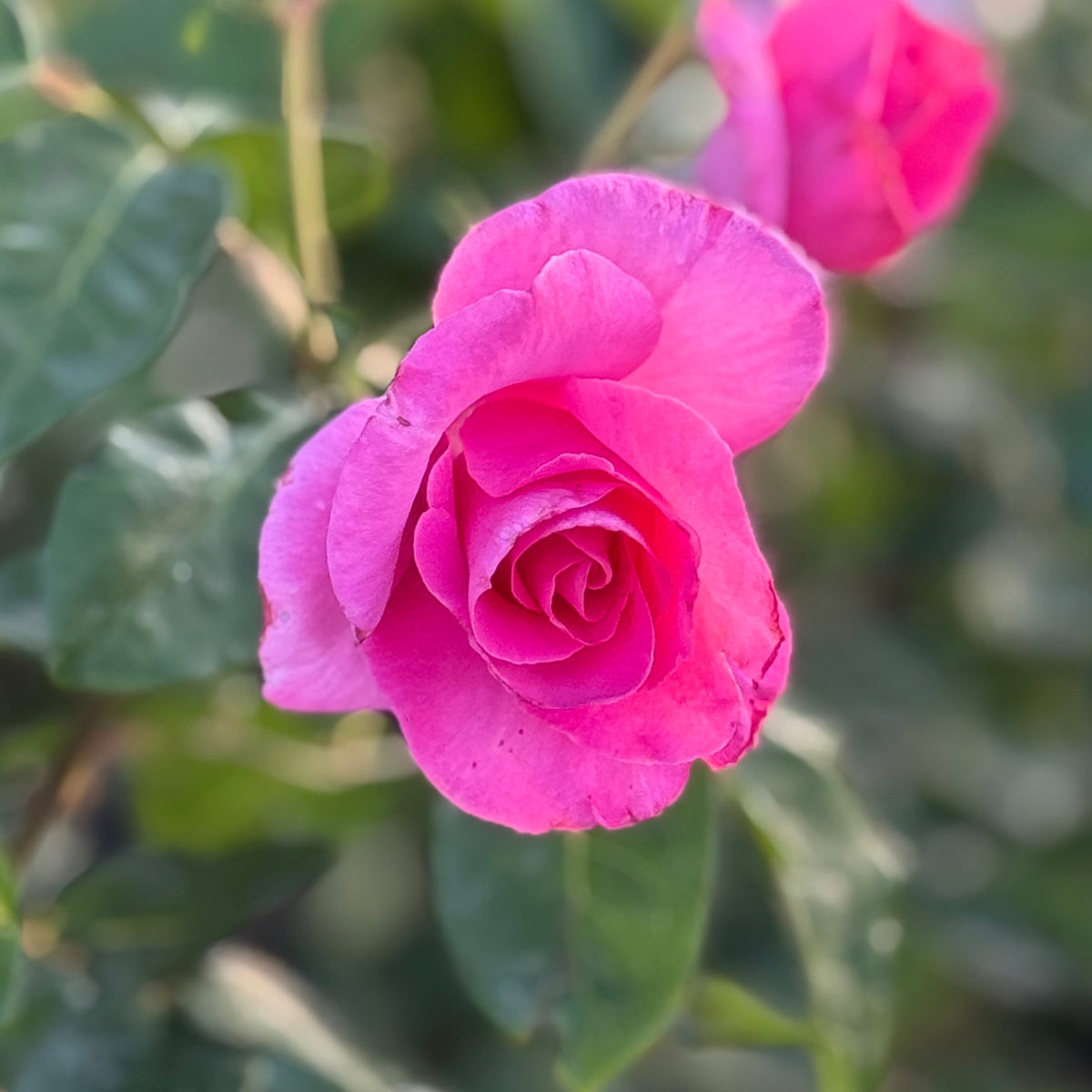 The McCartney Rose™ Bare Root Rose Bush