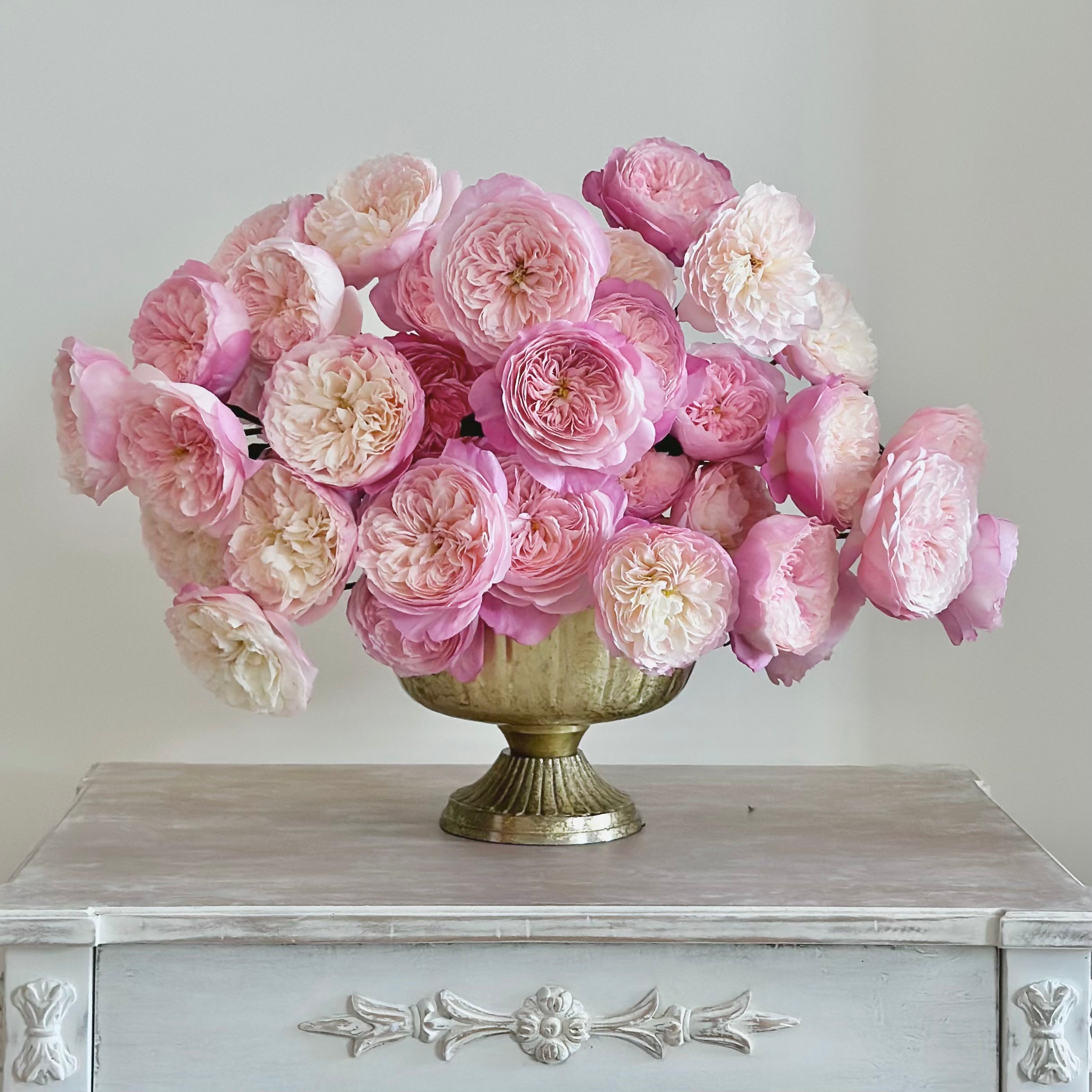 David Austin® Constance™ Garden Rose Bundle