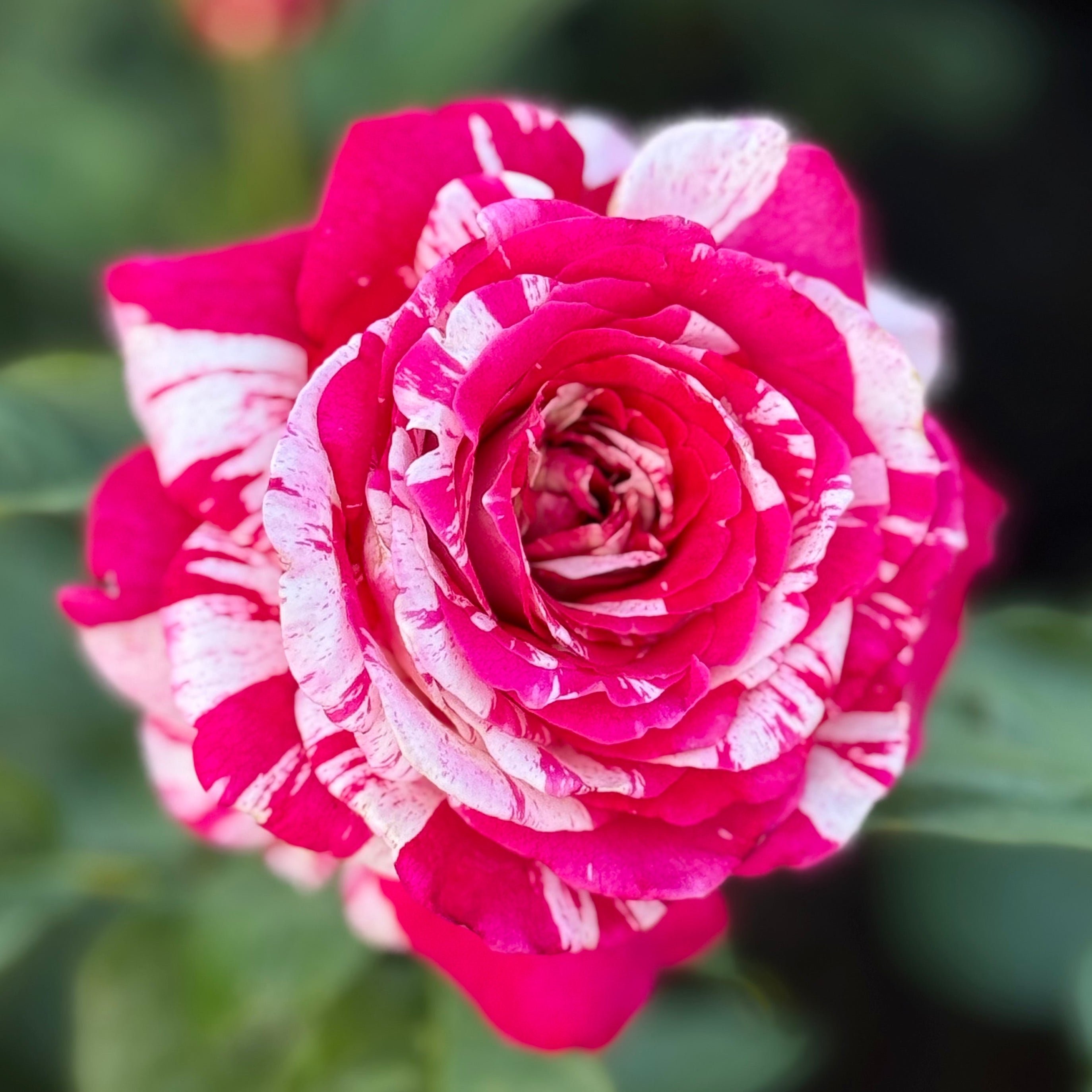 Neil Diamond Potted Rose Bush