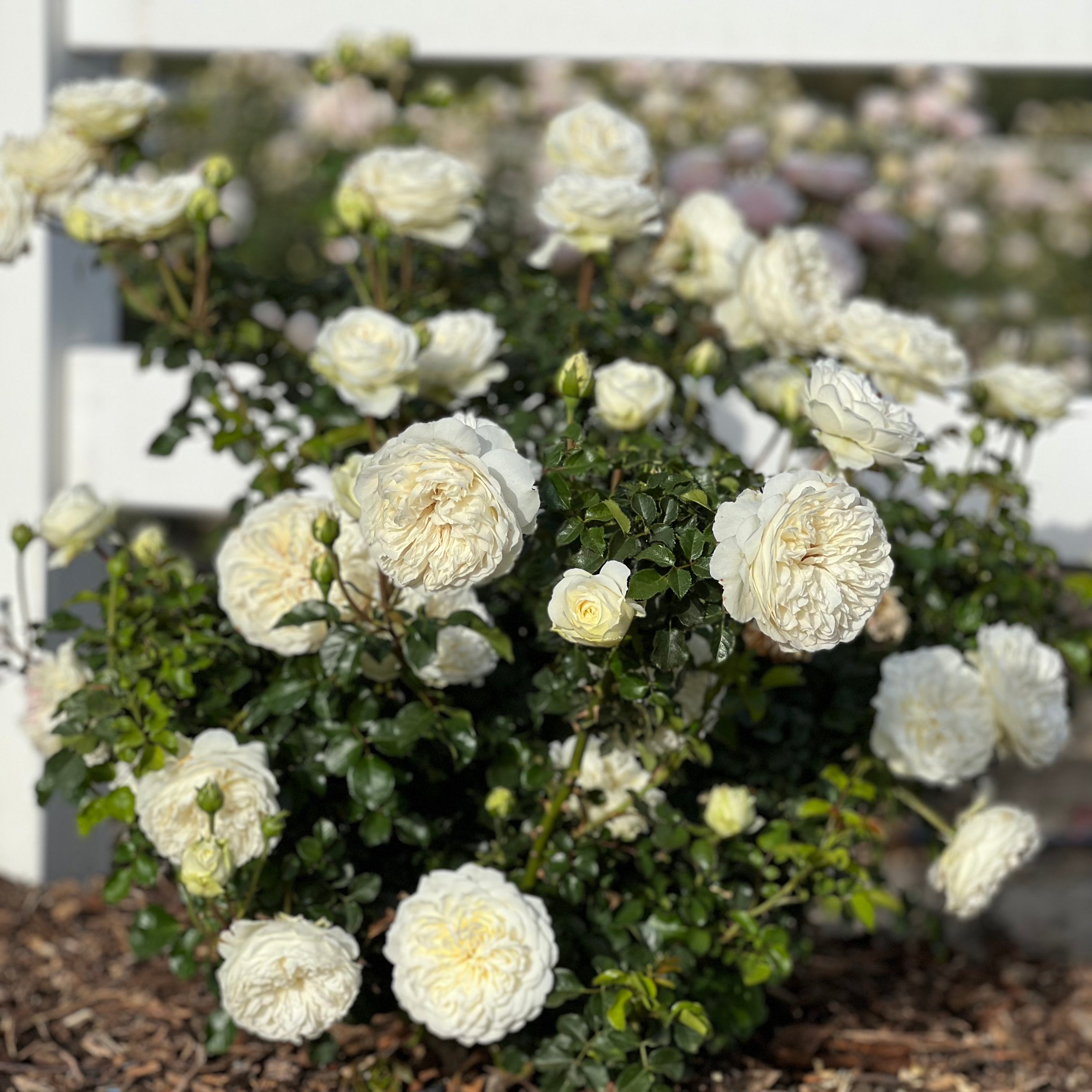 David Austin® Tranquillity Potted Tree Rose