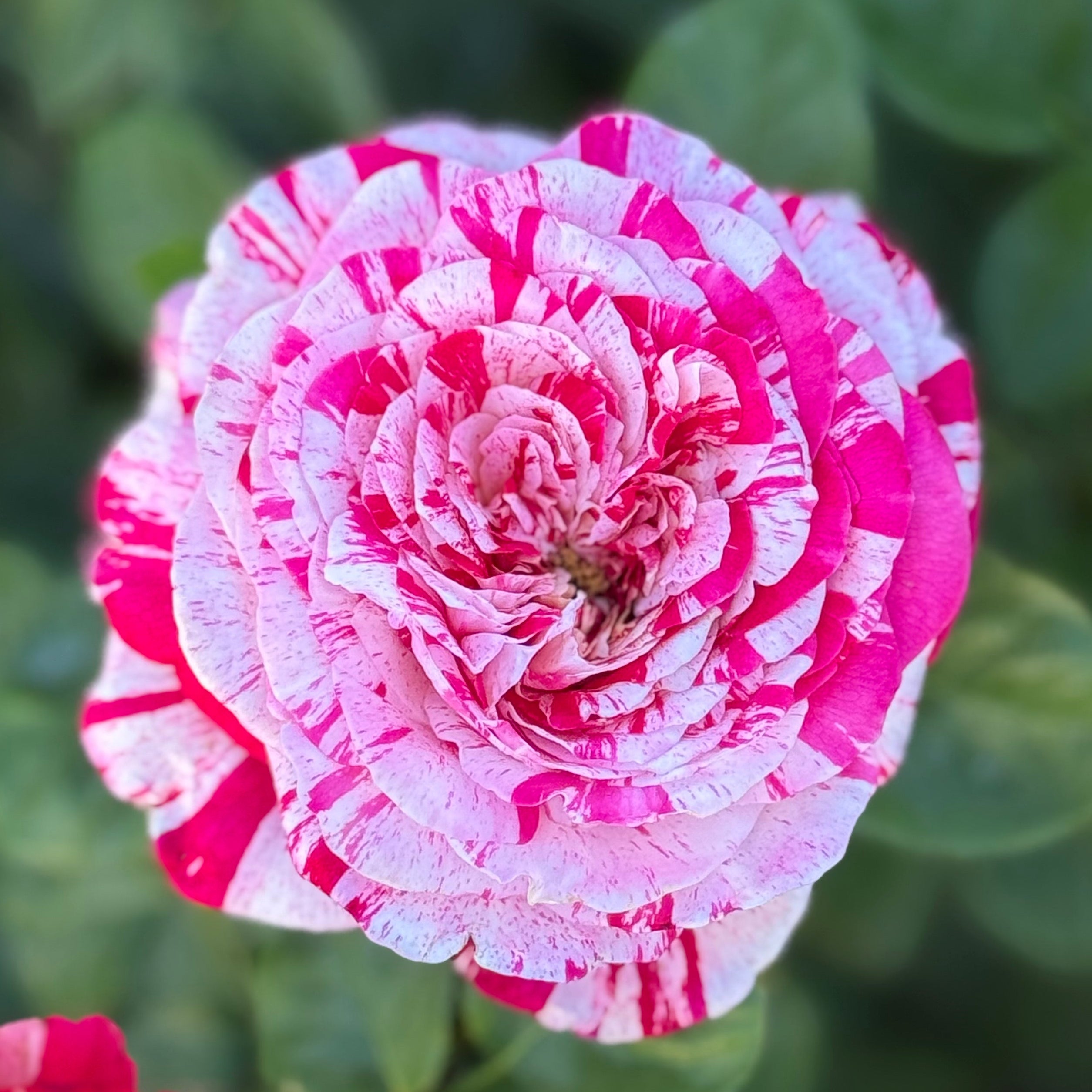 Neil Diamond Tree Potted Rose