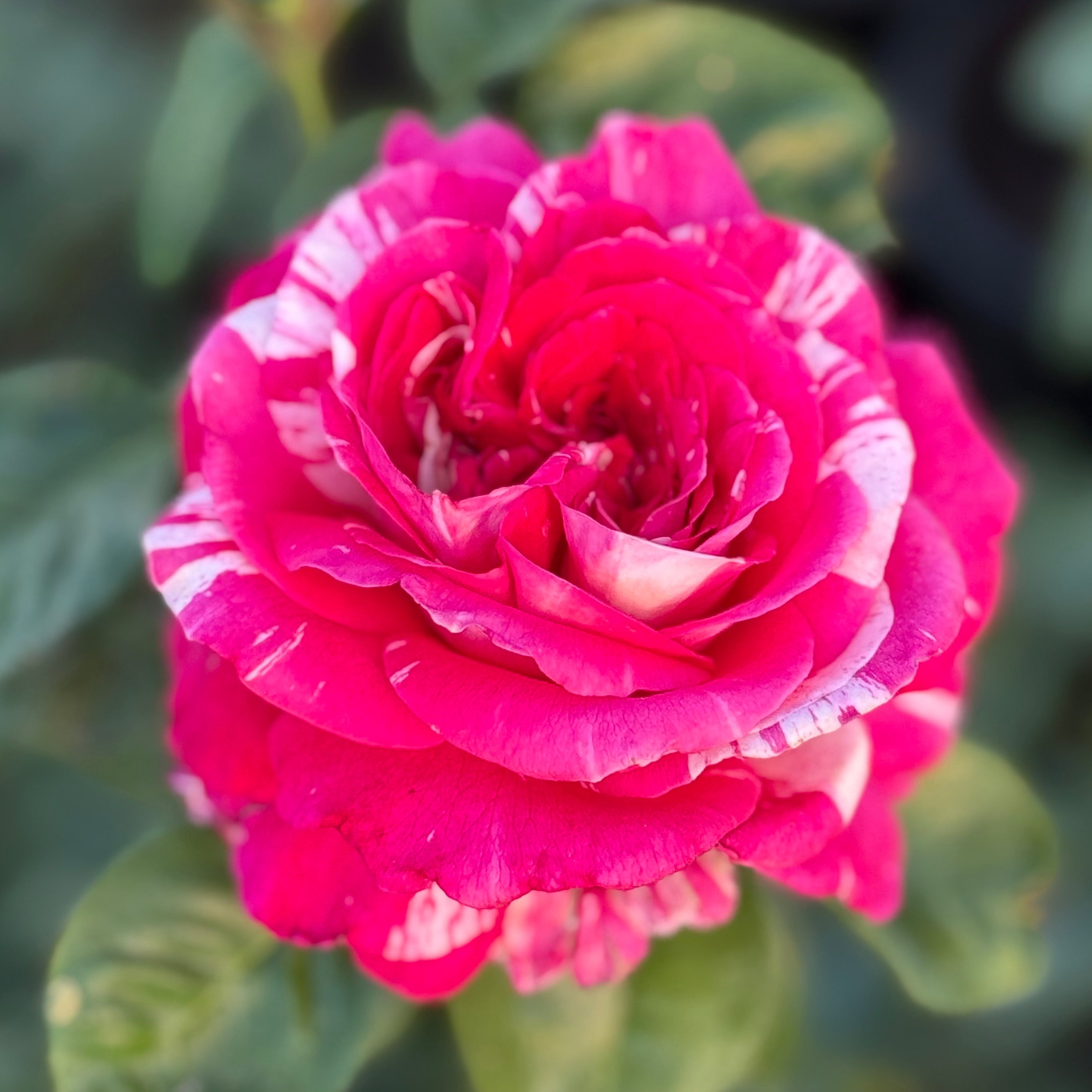 Neil Diamond Potted Rose Bush