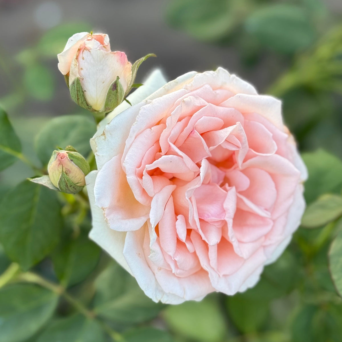 Pearly Gates Bare Root Climbing Rose