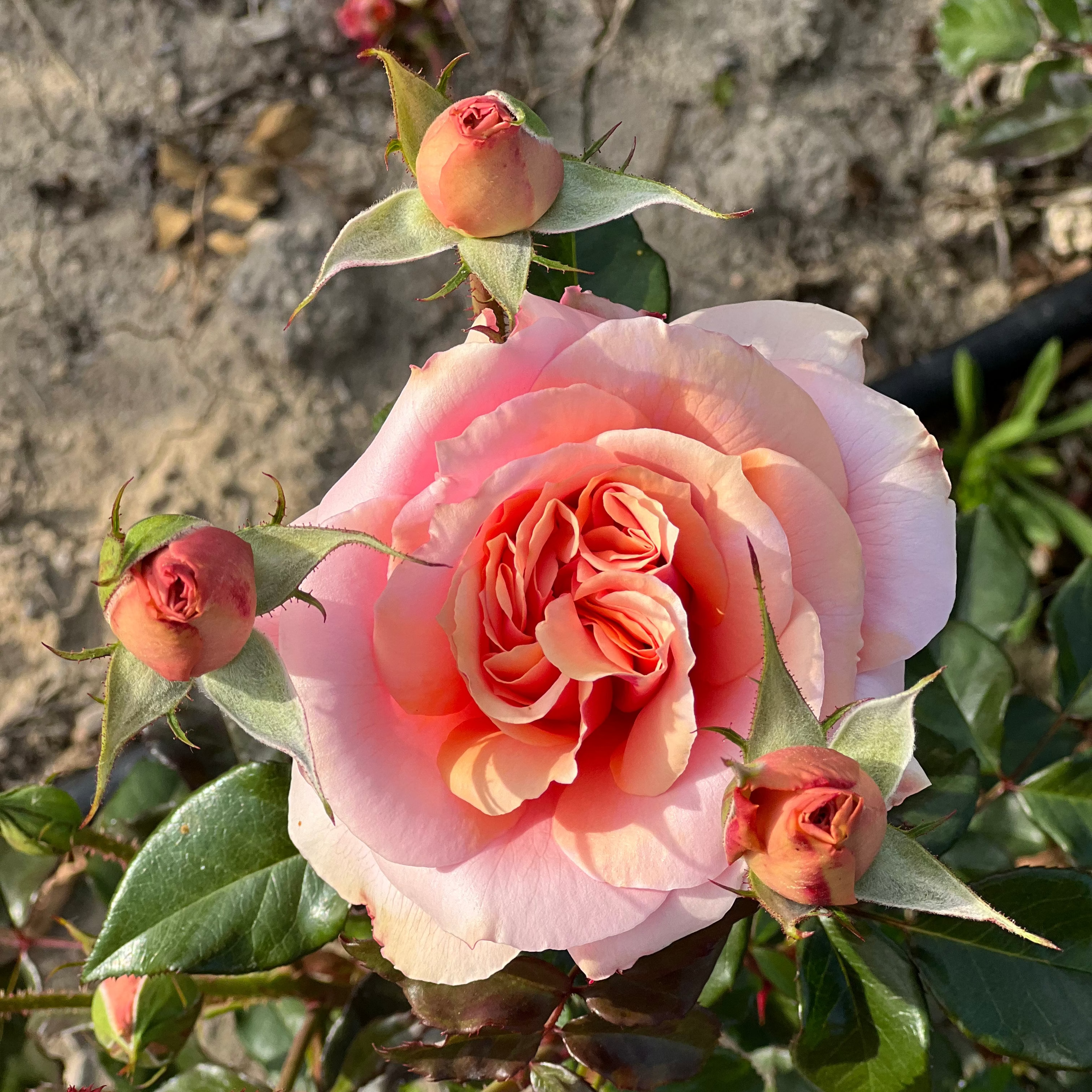 Sunbelt® Soul Sister™ Bare Root Rose Bush