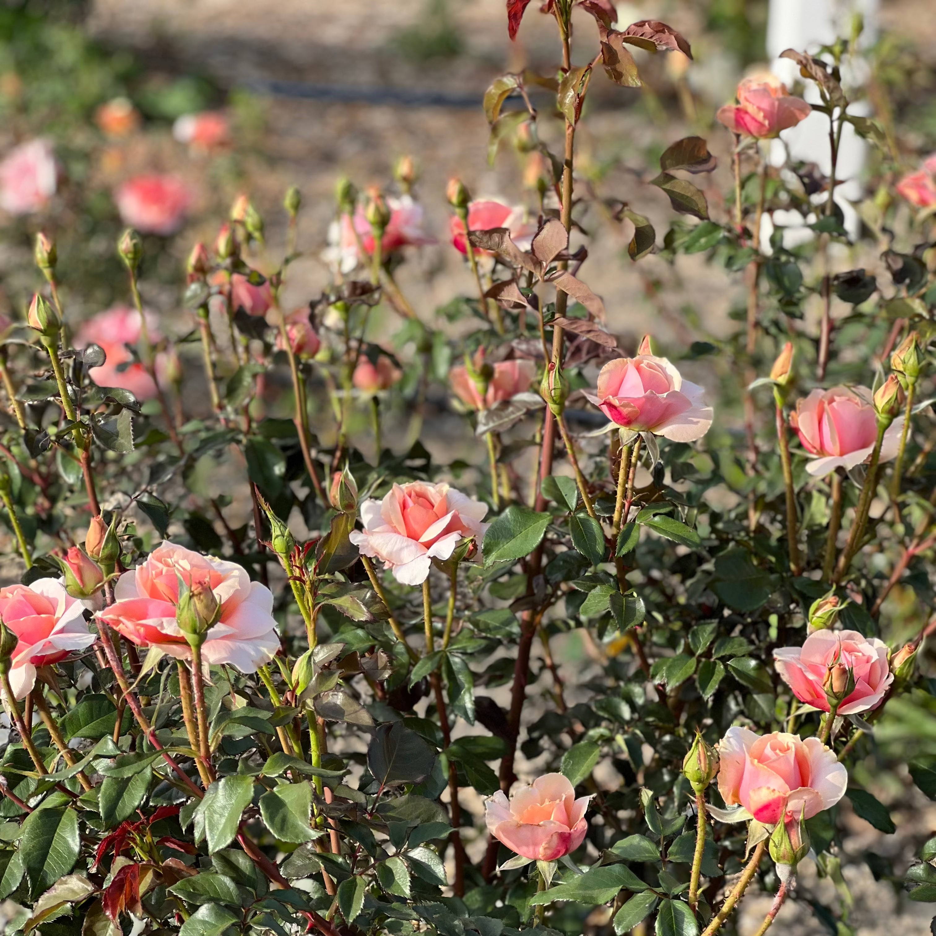 Sunbelt® Soul Sister™ Bare Root Rose Bush