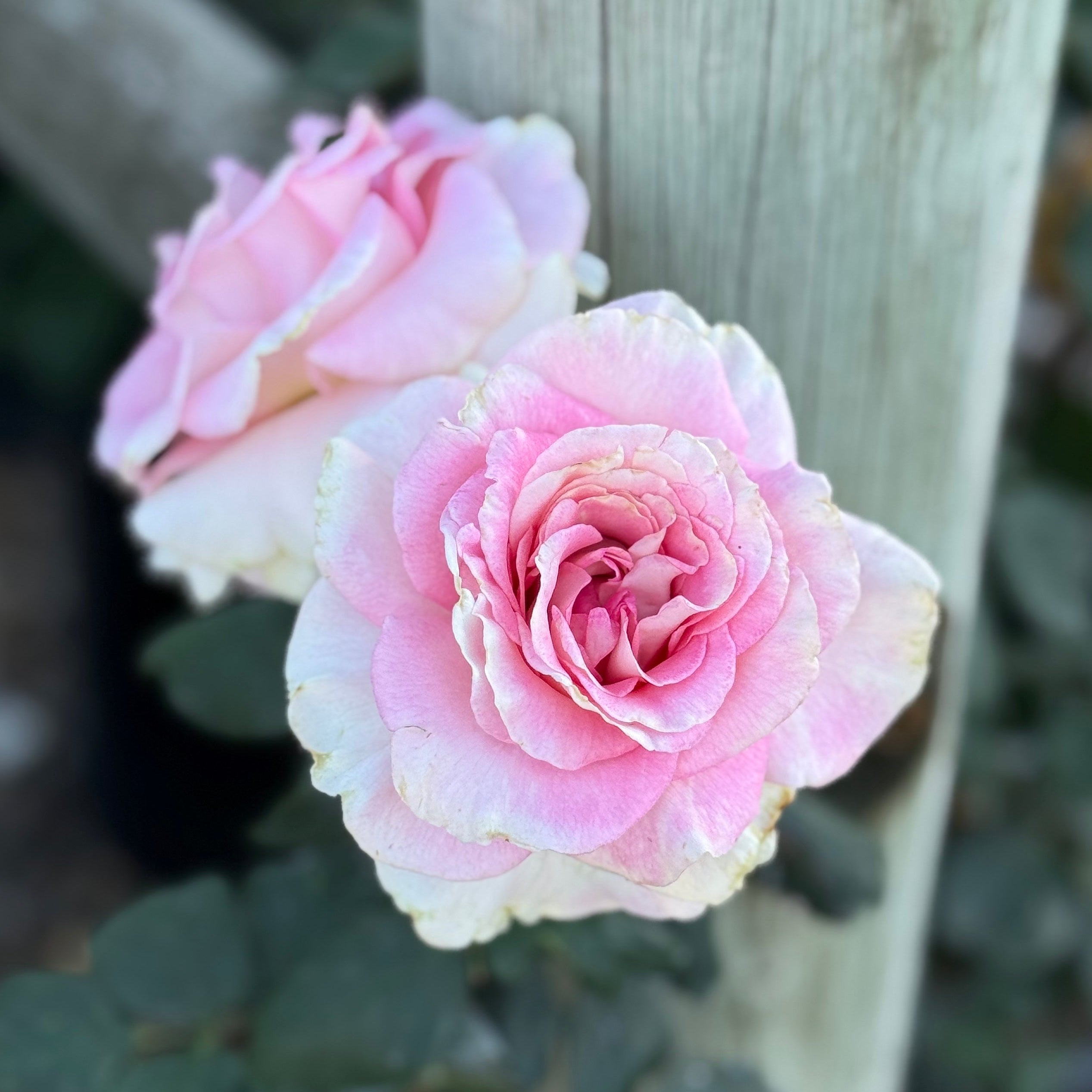Falling in Love ™ Potted Tree Rose