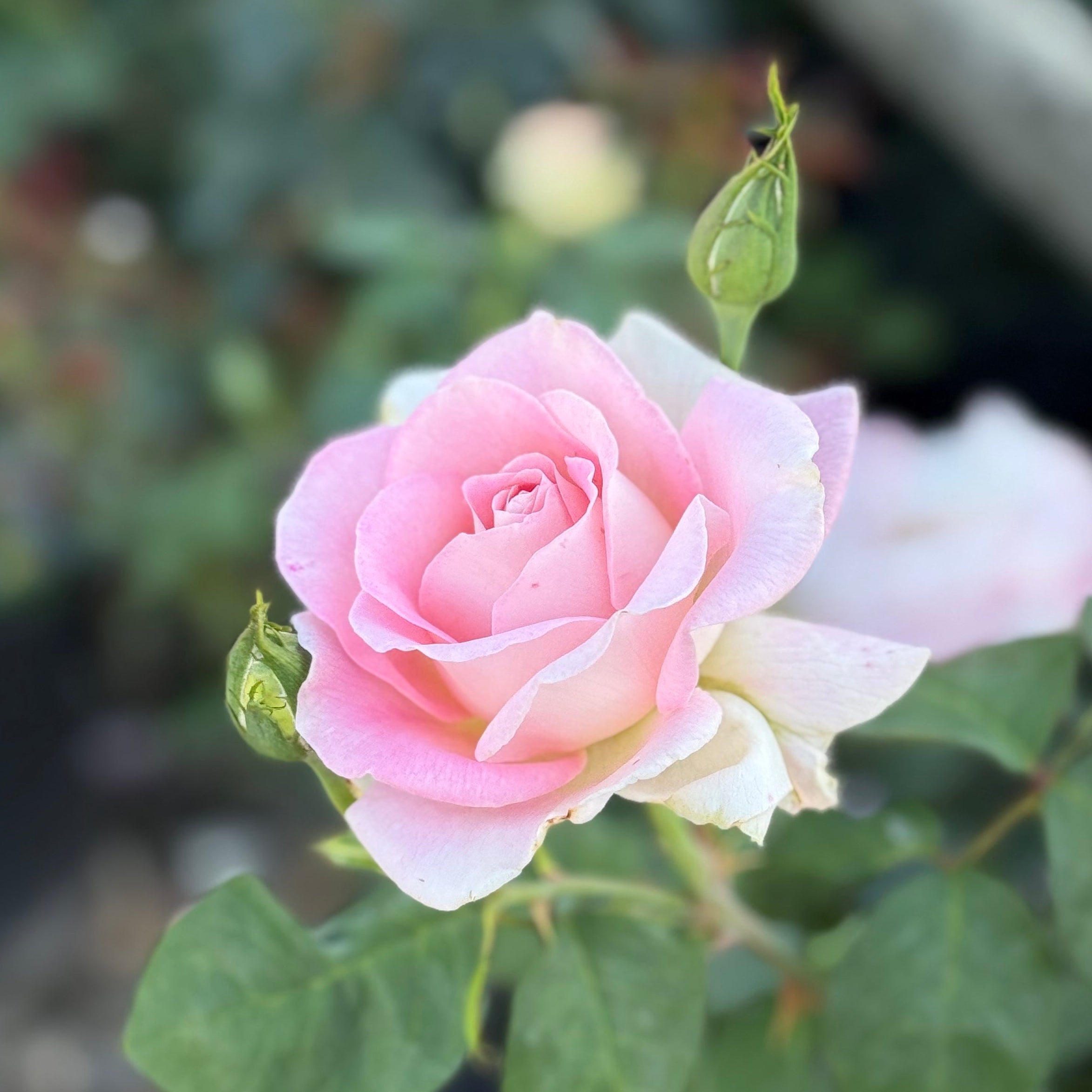 Falling in Love ™ Potted Tree Rose