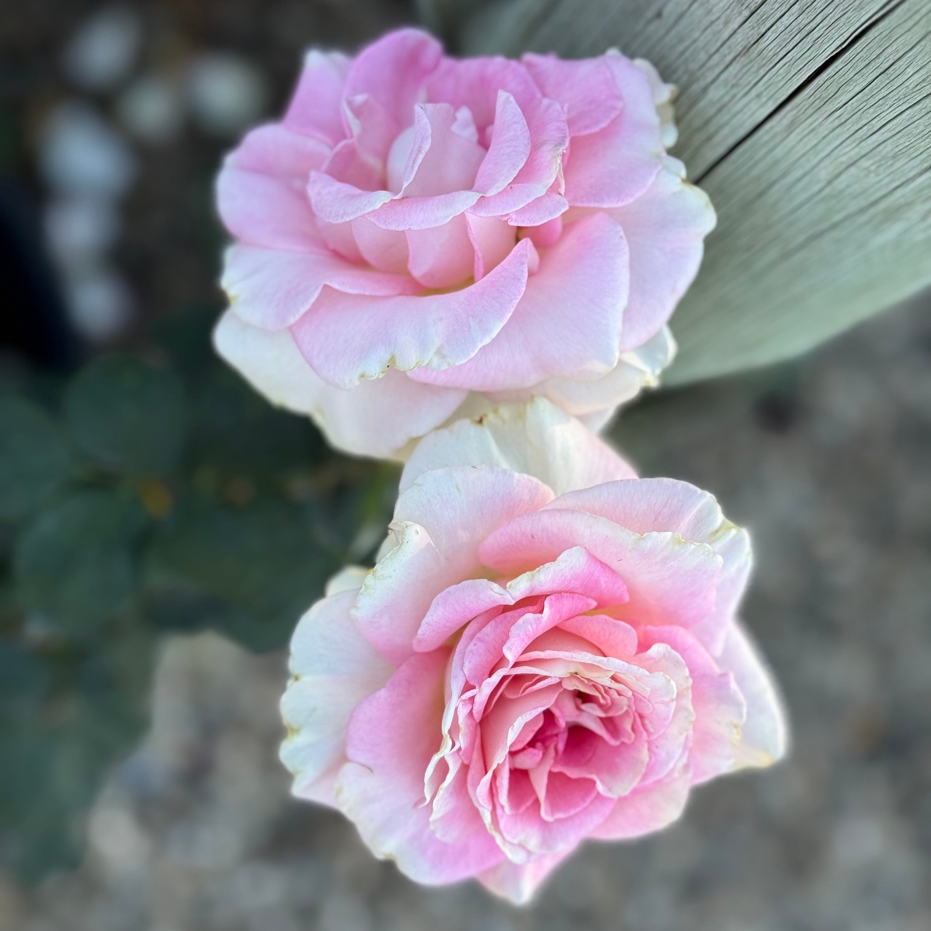 Falling in Love ™ Potted Tree Rose