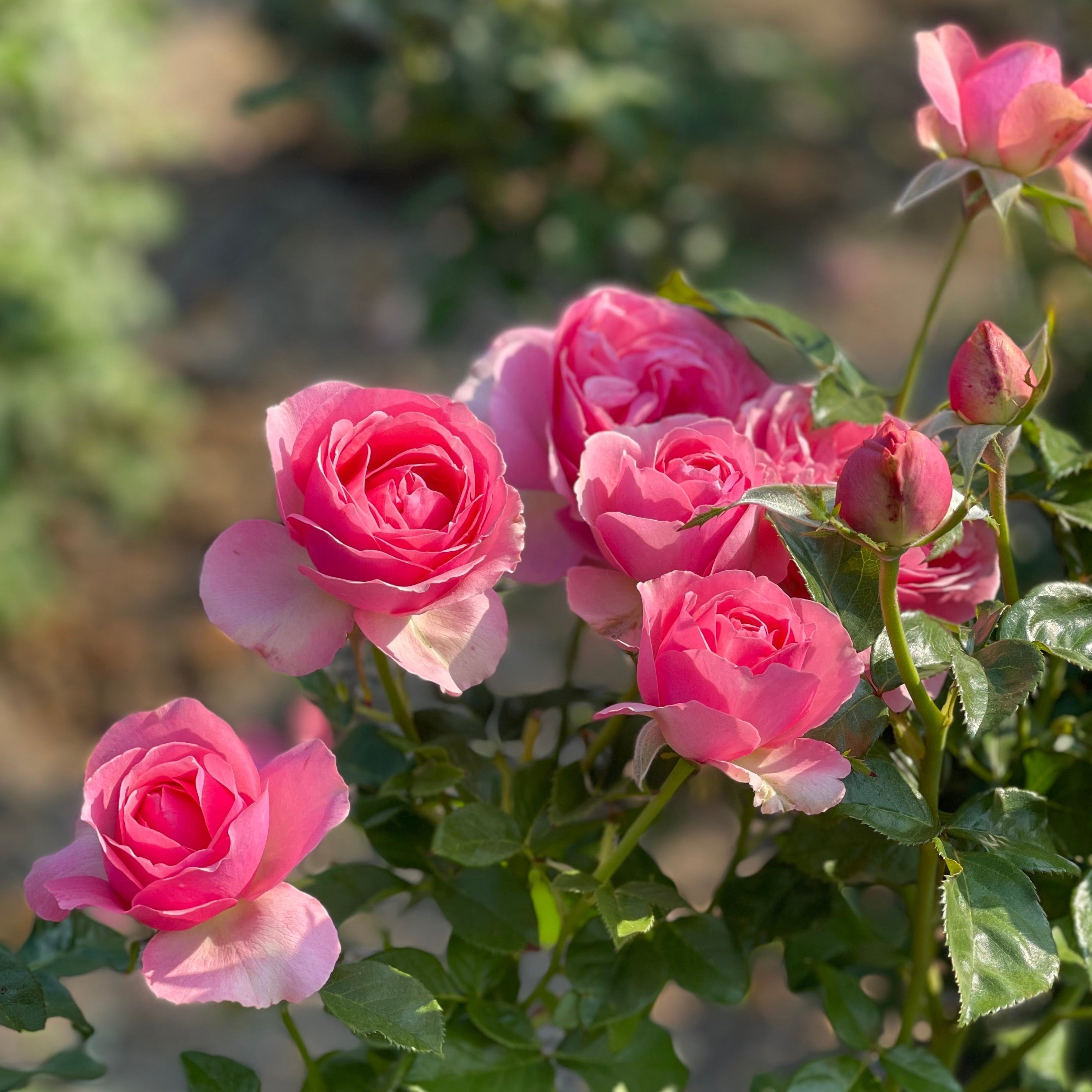 All Dressed Up™ Bare Root Tree Rose