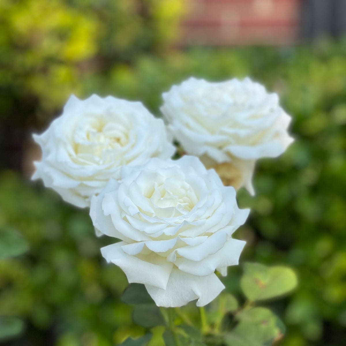 Pope John Paul II Potted Rose Bush